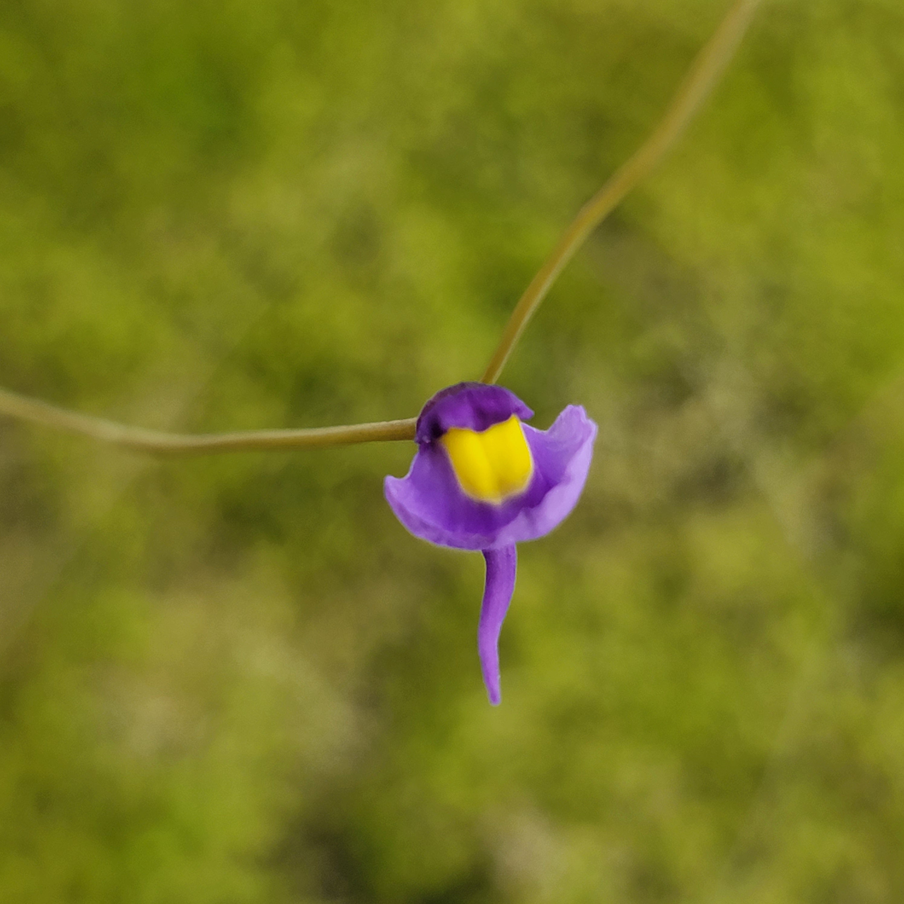Utricularia welwitschii {Kundelungu Plateau, DRC} - -Rainbow Carnivorous Plants LLC