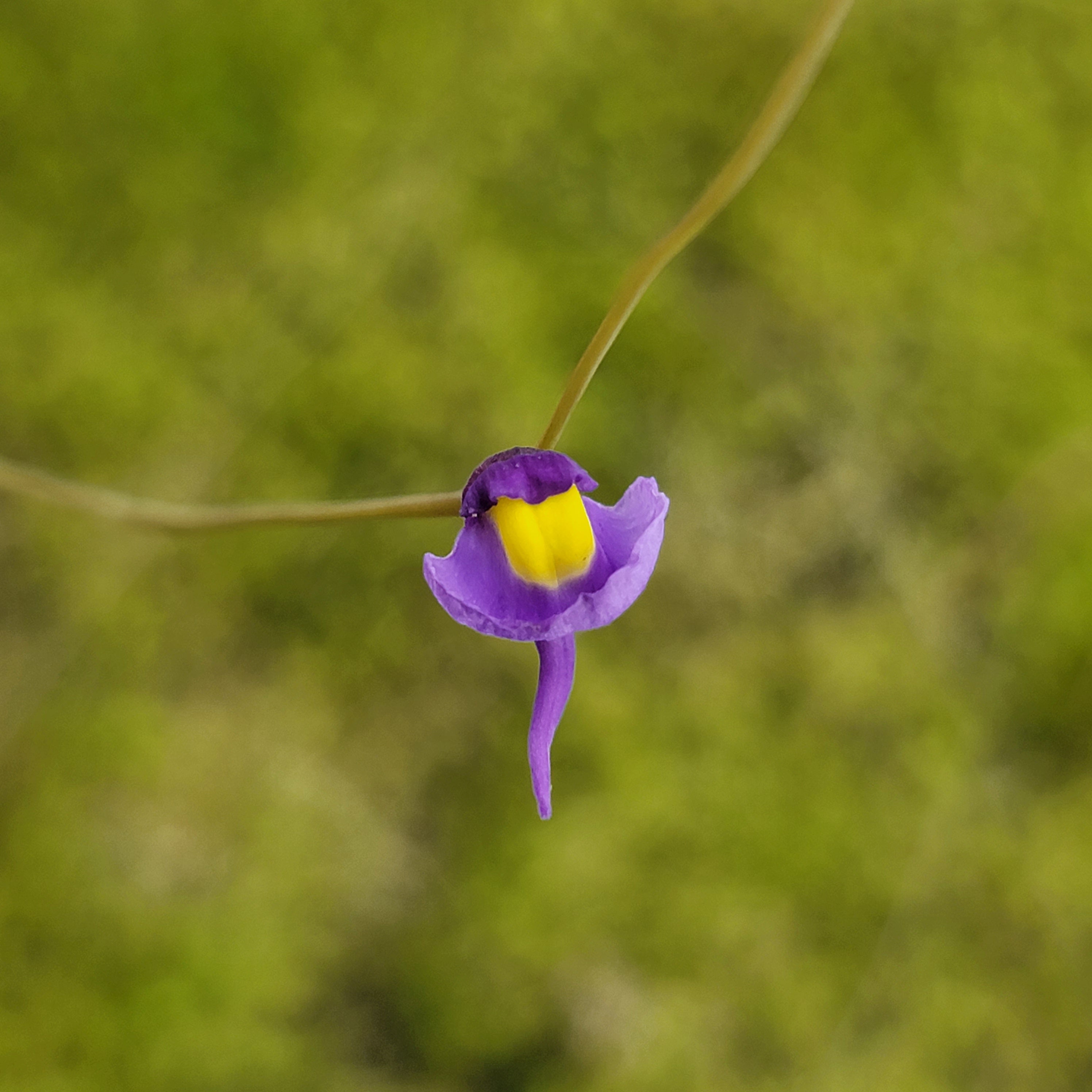 Utricularia welwitschii {Kundelungu Plateau, DRC} - -Rainbow Carnivorous Plants LLC