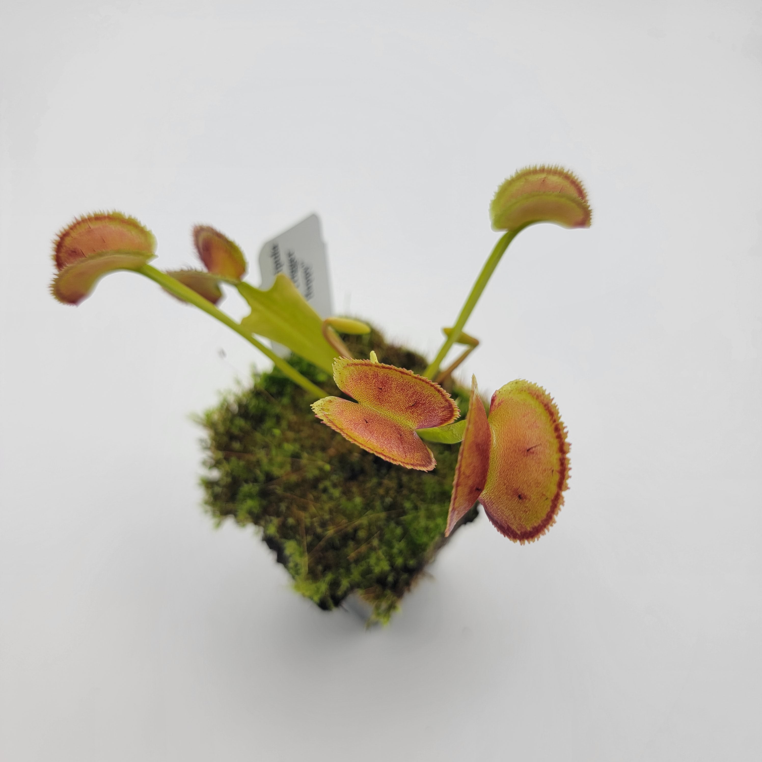 Venus flytrap (Dionaea muscipula) "FTS Trigger Happy" - -Rainbow Carnivorous Plants LLC