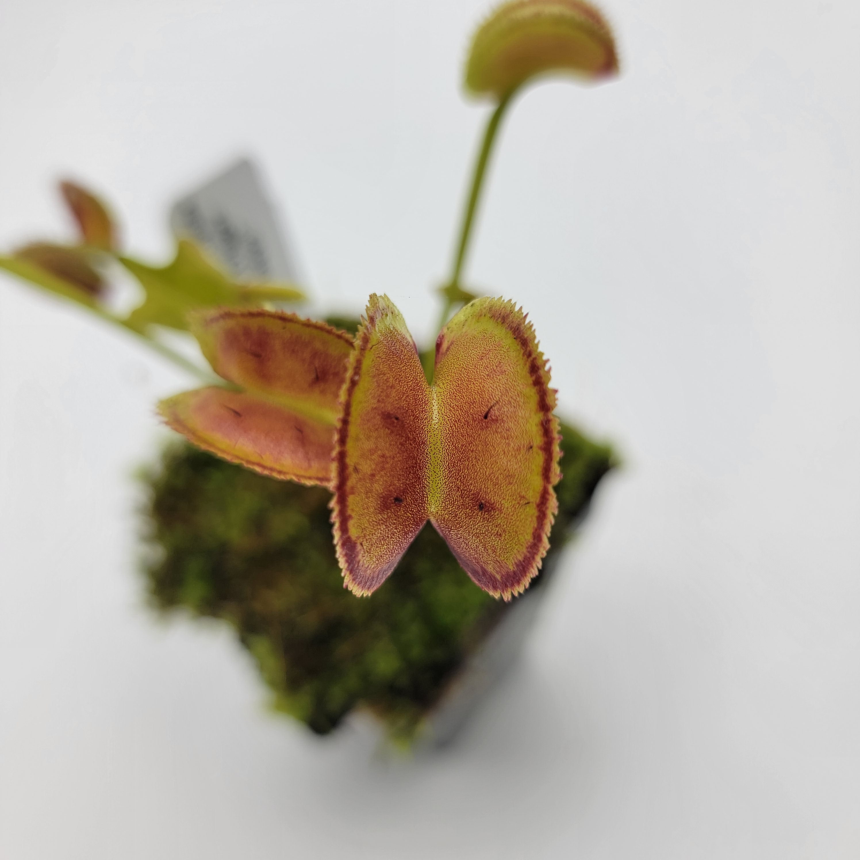 Venus flytrap (Dionaea muscipula) "FTS Trigger Happy" - -Rainbow Carnivorous Plants LLC