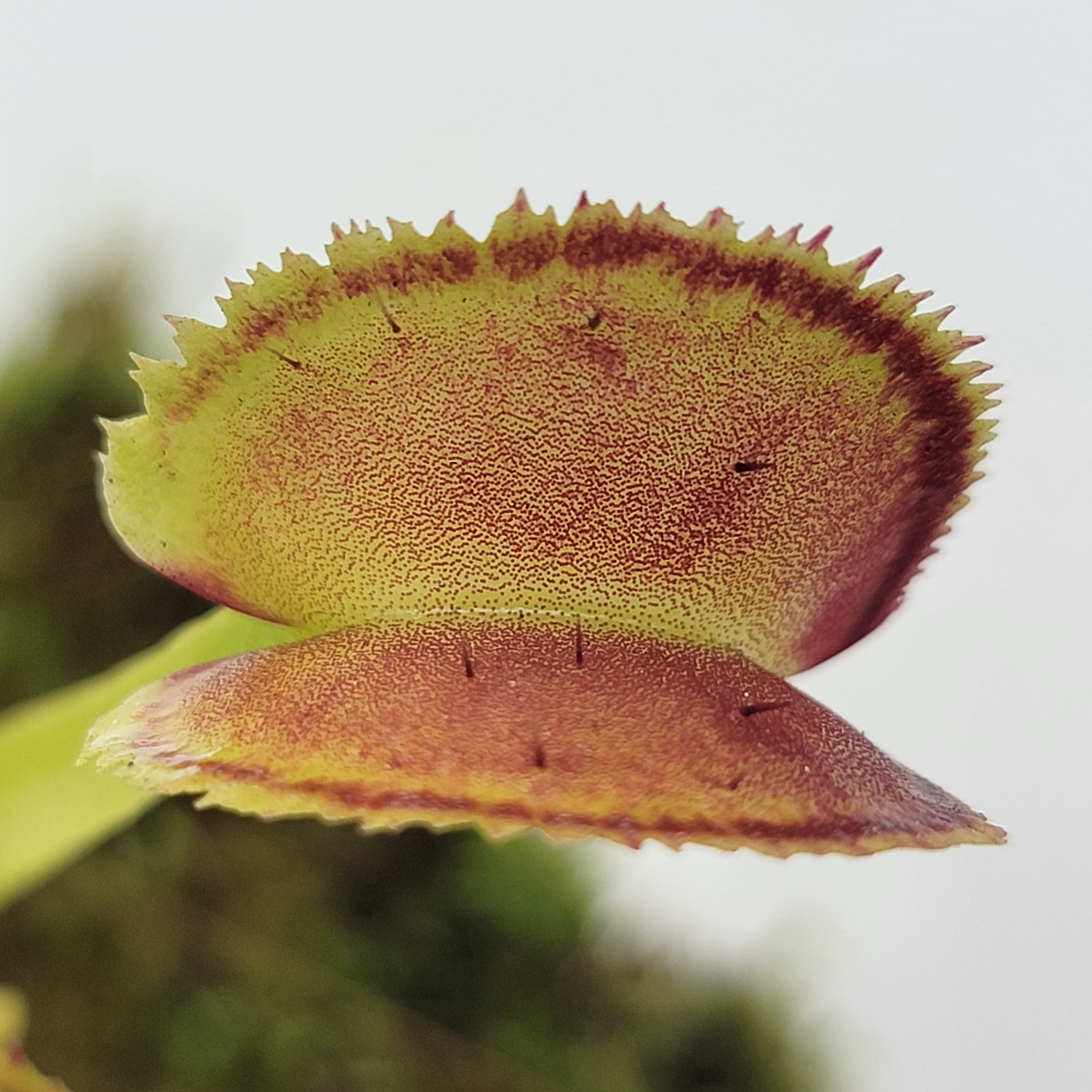 Venus flytrap (Dionaea muscipula) "FTS Trigger Happy" - -Rainbow Carnivorous Plants LLC