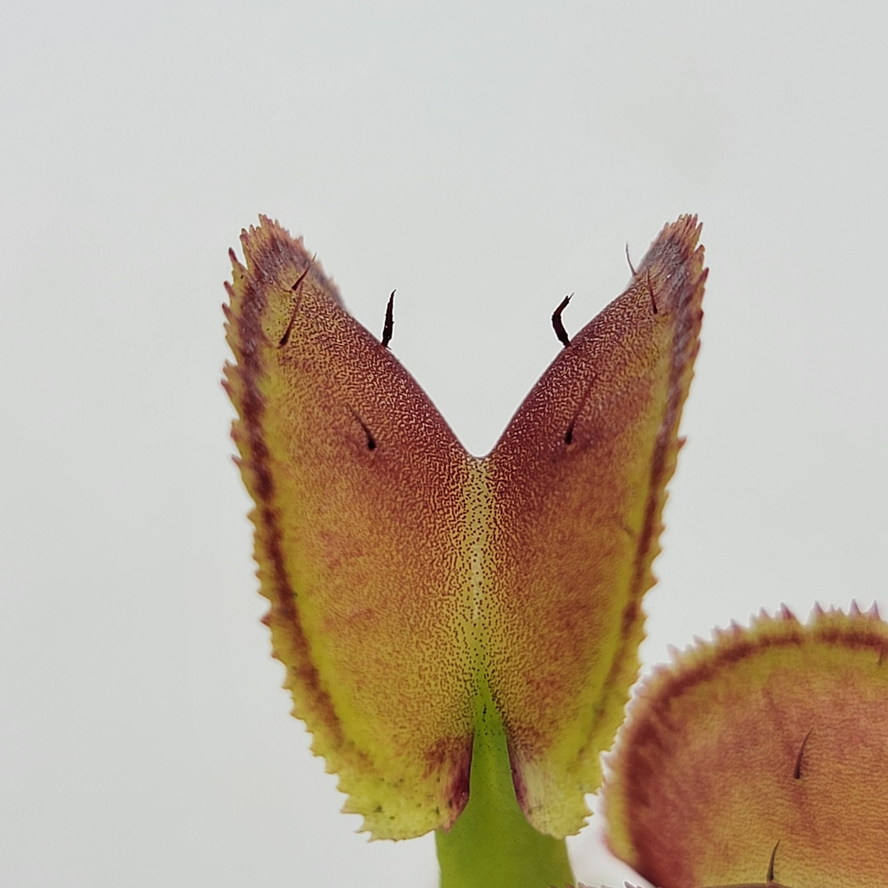 Venus flytrap (Dionaea muscipula) "FTS Trigger Happy" - -Rainbow Carnivorous Plants LLC