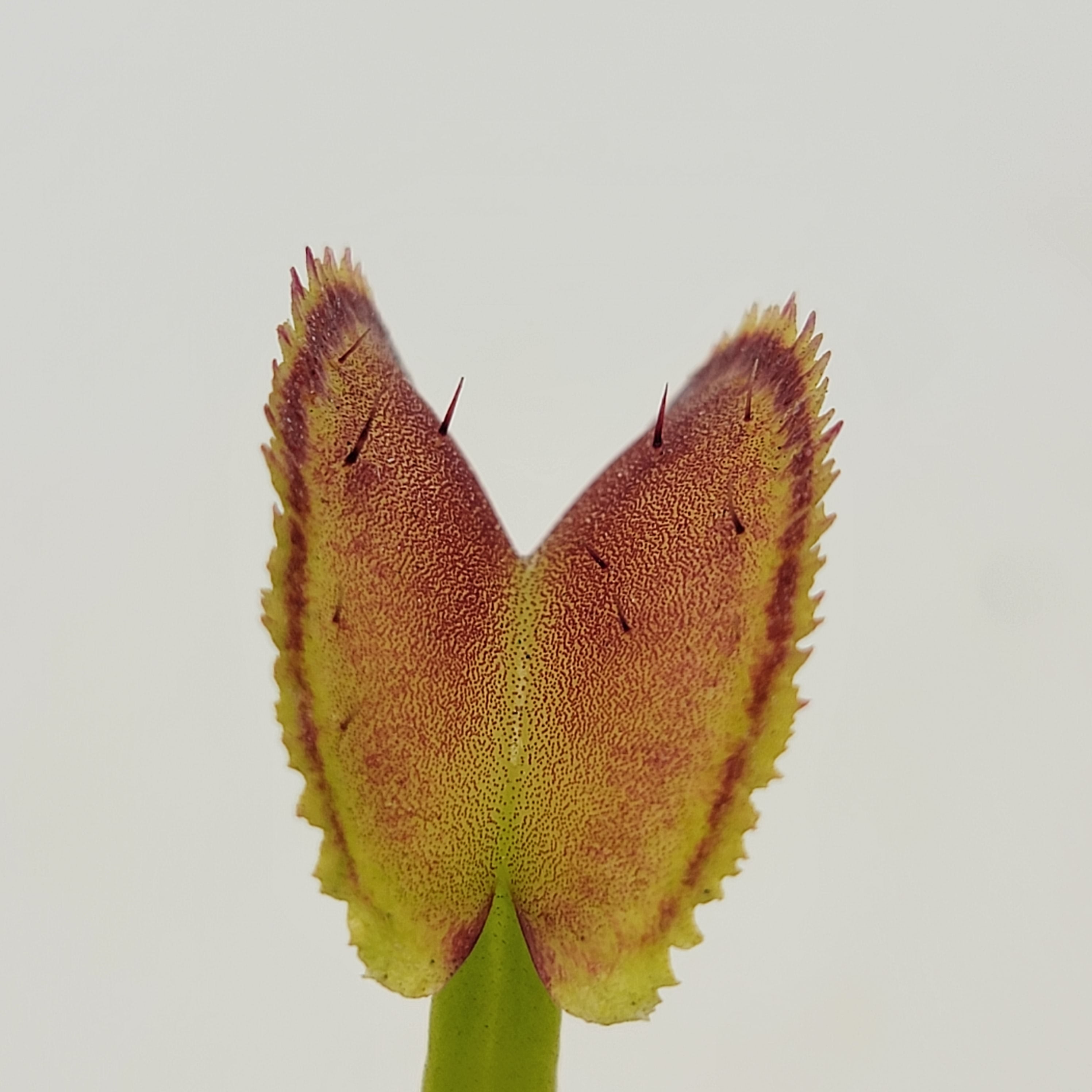 Venus flytrap (Dionaea muscipula) "FTS Trigger Happy" - -Rainbow Carnivorous Plants LLC