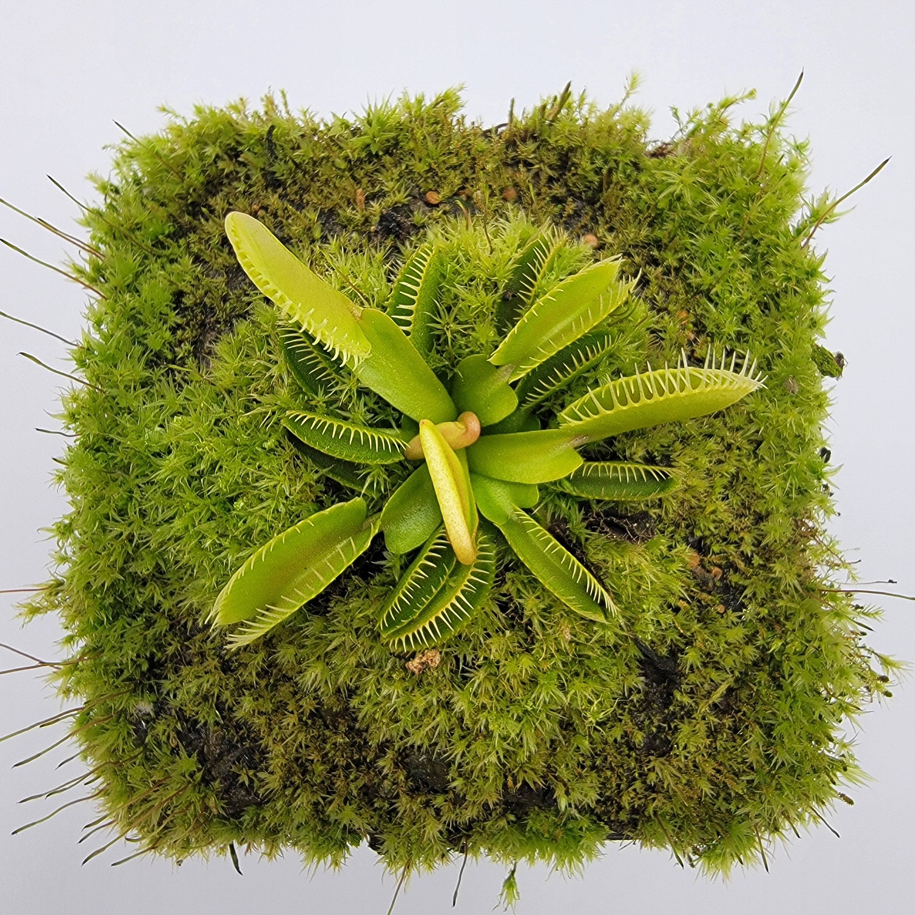 Venus flytrap (Dionaea muscipula) 'Haircomb' - -Rainbow Carnivorous Plants LLC