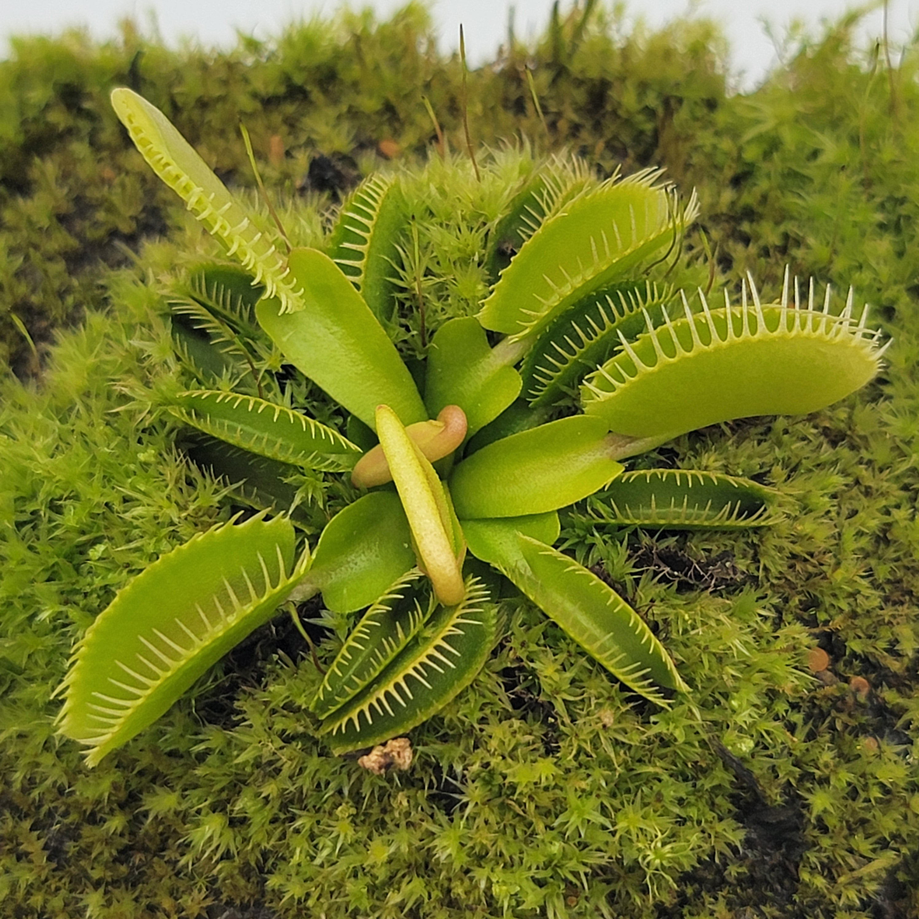 Venus flytrap (Dionaea muscipula) 'Haircomb' - -Rainbow Carnivorous Plants LLC