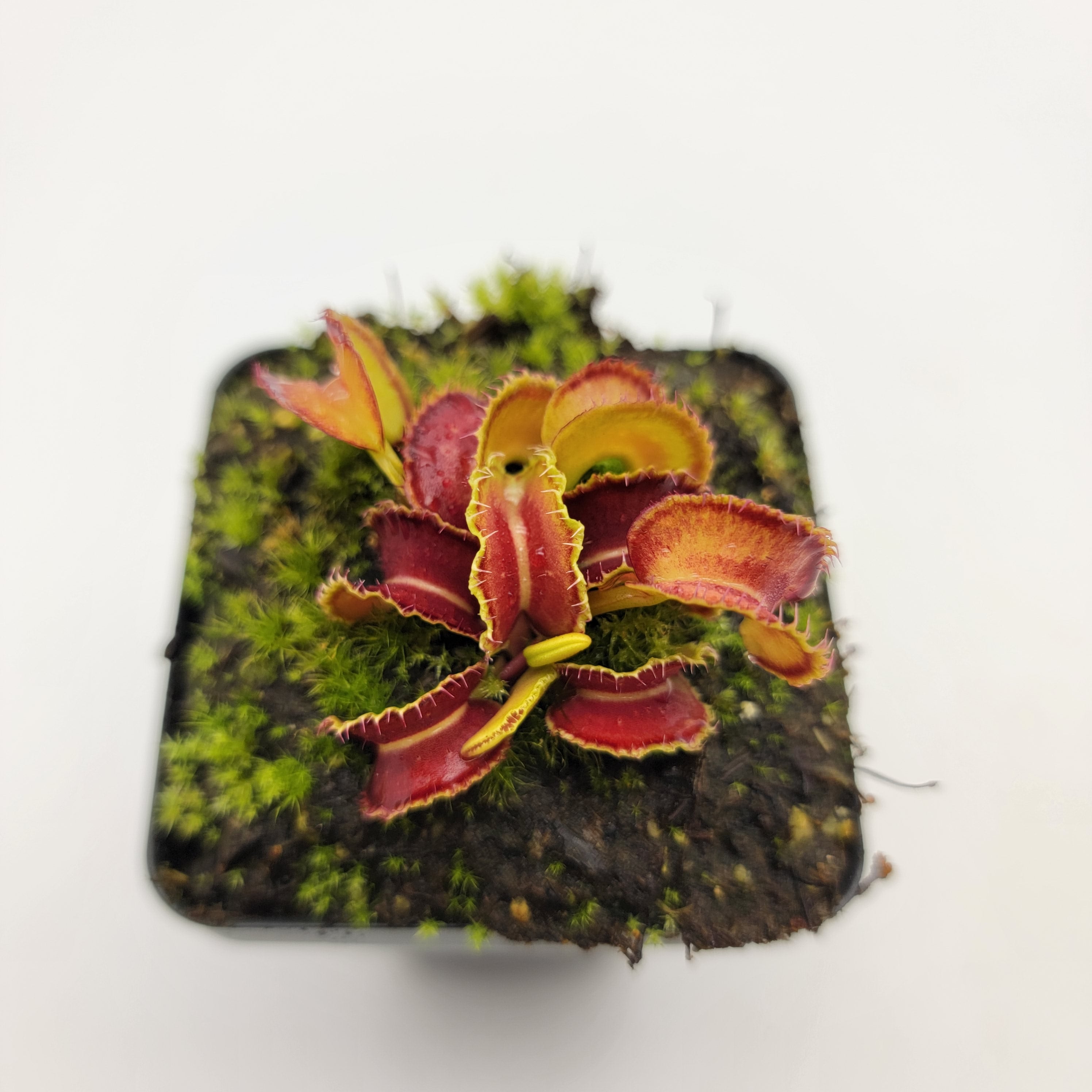 Venus flytrap (Dionaea muscipula) "Kim Jong-il" - -Rainbow Carnivorous Plants LLC