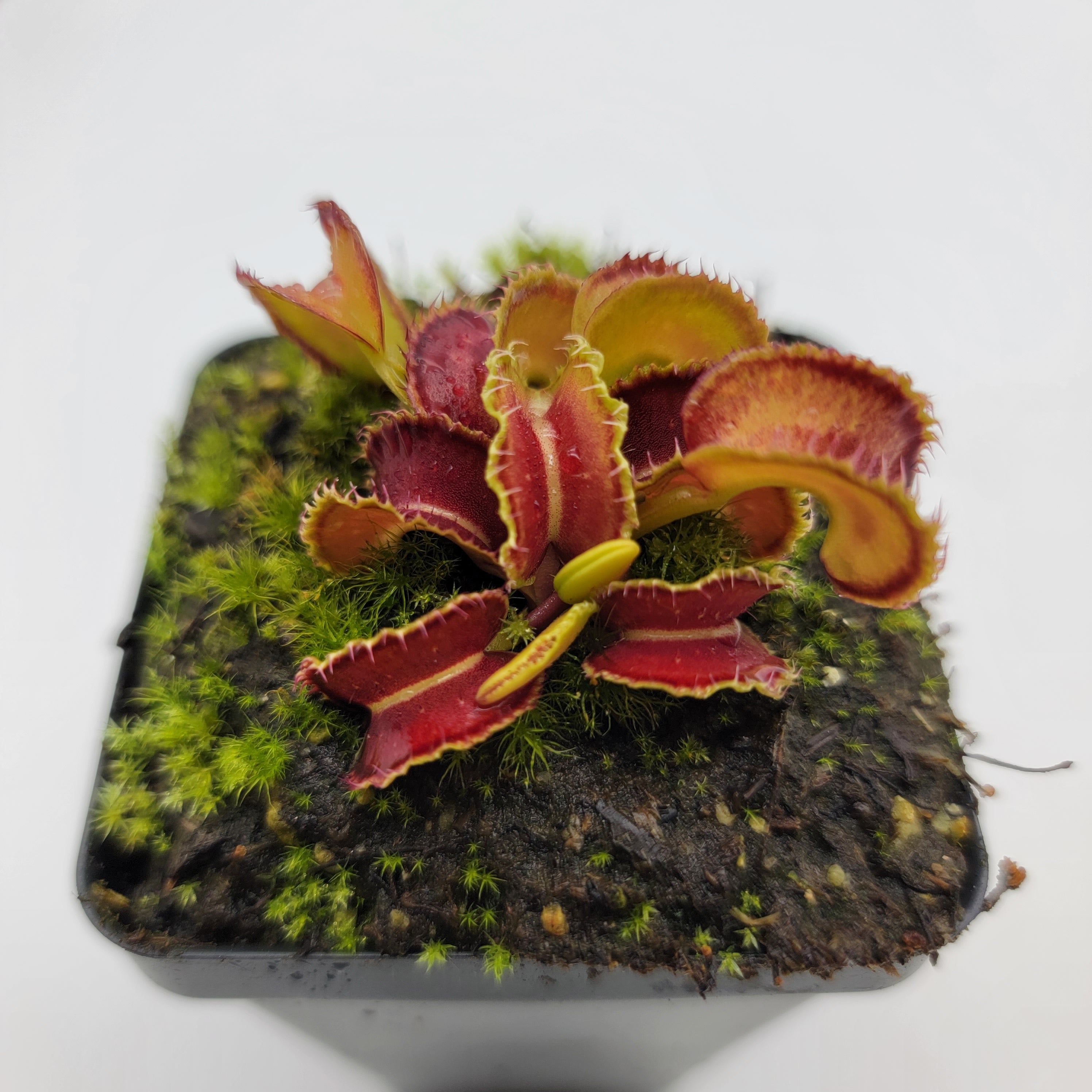 Venus flytrap (Dionaea muscipula) "Kim Jong-il" - -Rainbow Carnivorous Plants LLC