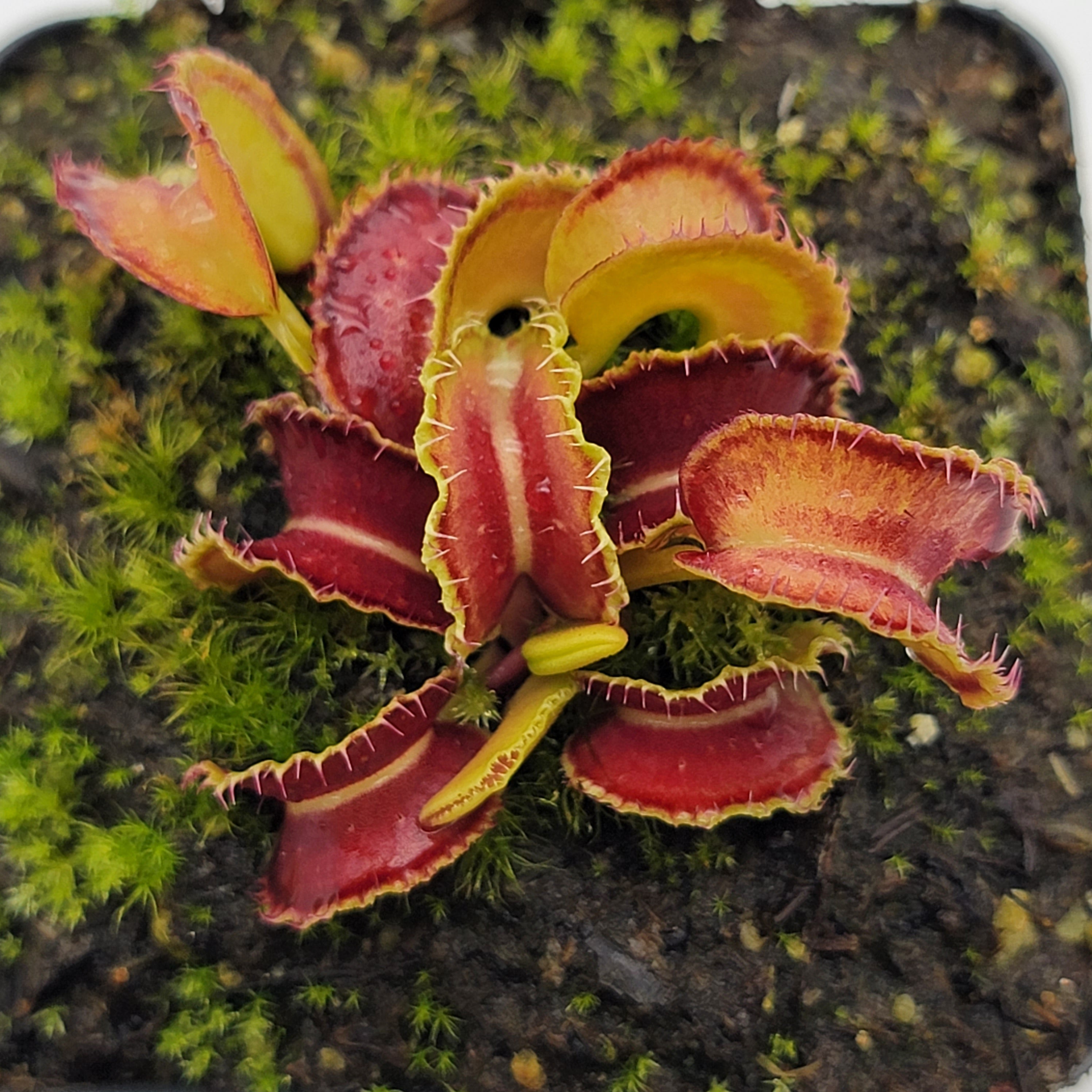 Venus flytrap (Dionaea muscipula) "Kim Jong-il" - -Rainbow Carnivorous Plants LLC