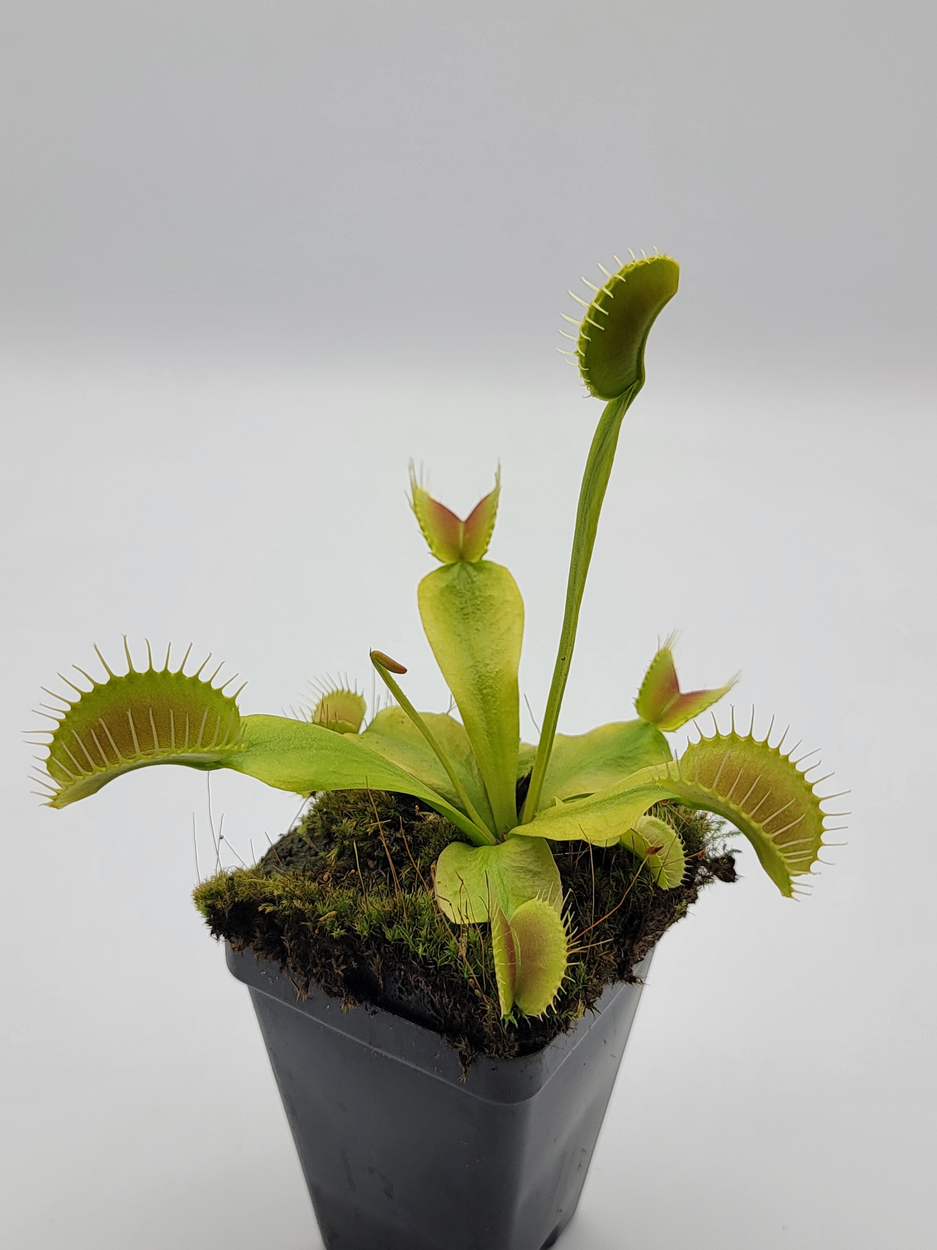 Venus flytrap (Dionaea muscipula) "King Henry" - -Rainbow Carnivorous Plants LLC