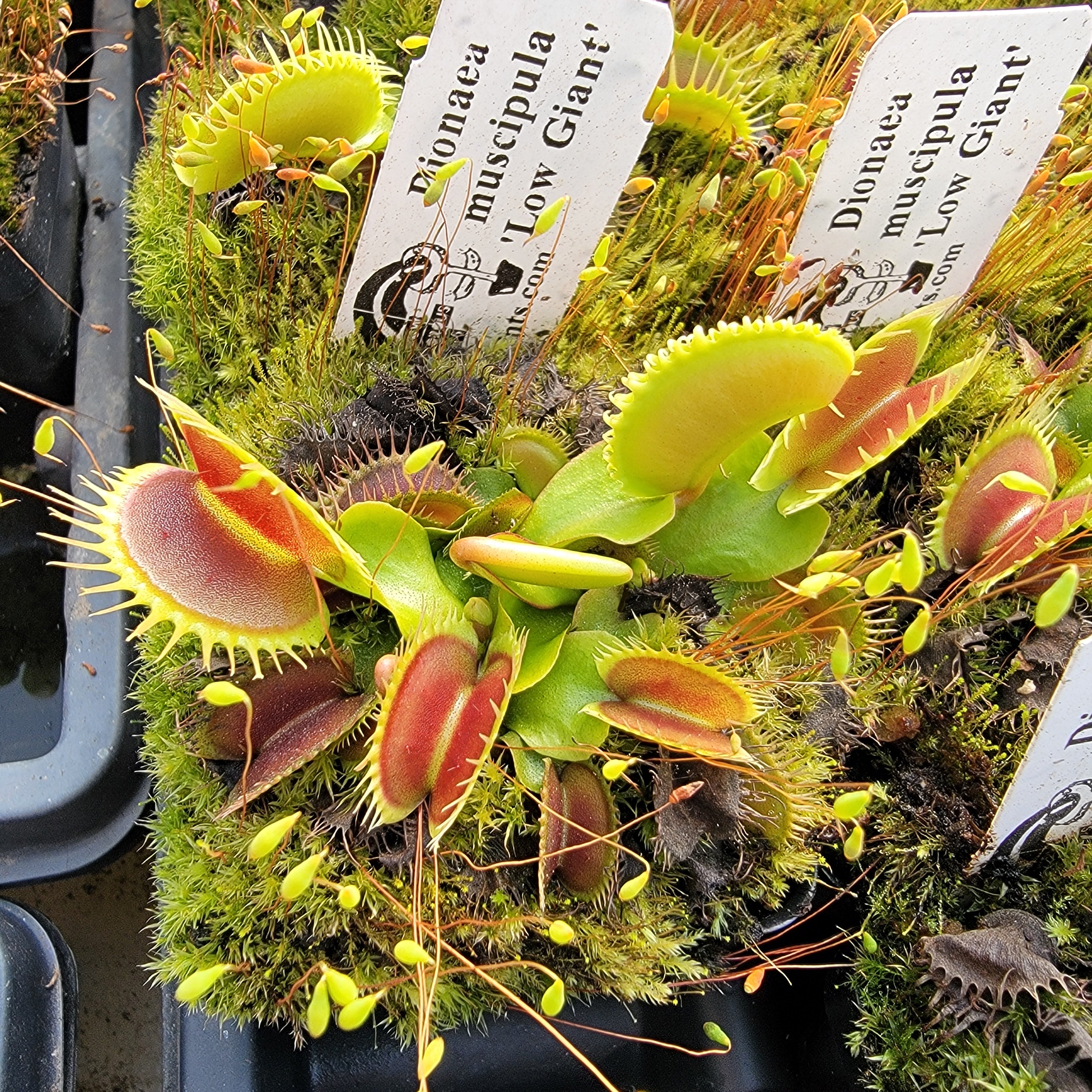 Venus flytrap (Dionaea muscipula) 'Low Giant' -Venus flytrap -Rainbow Carnivorous Plants LLC