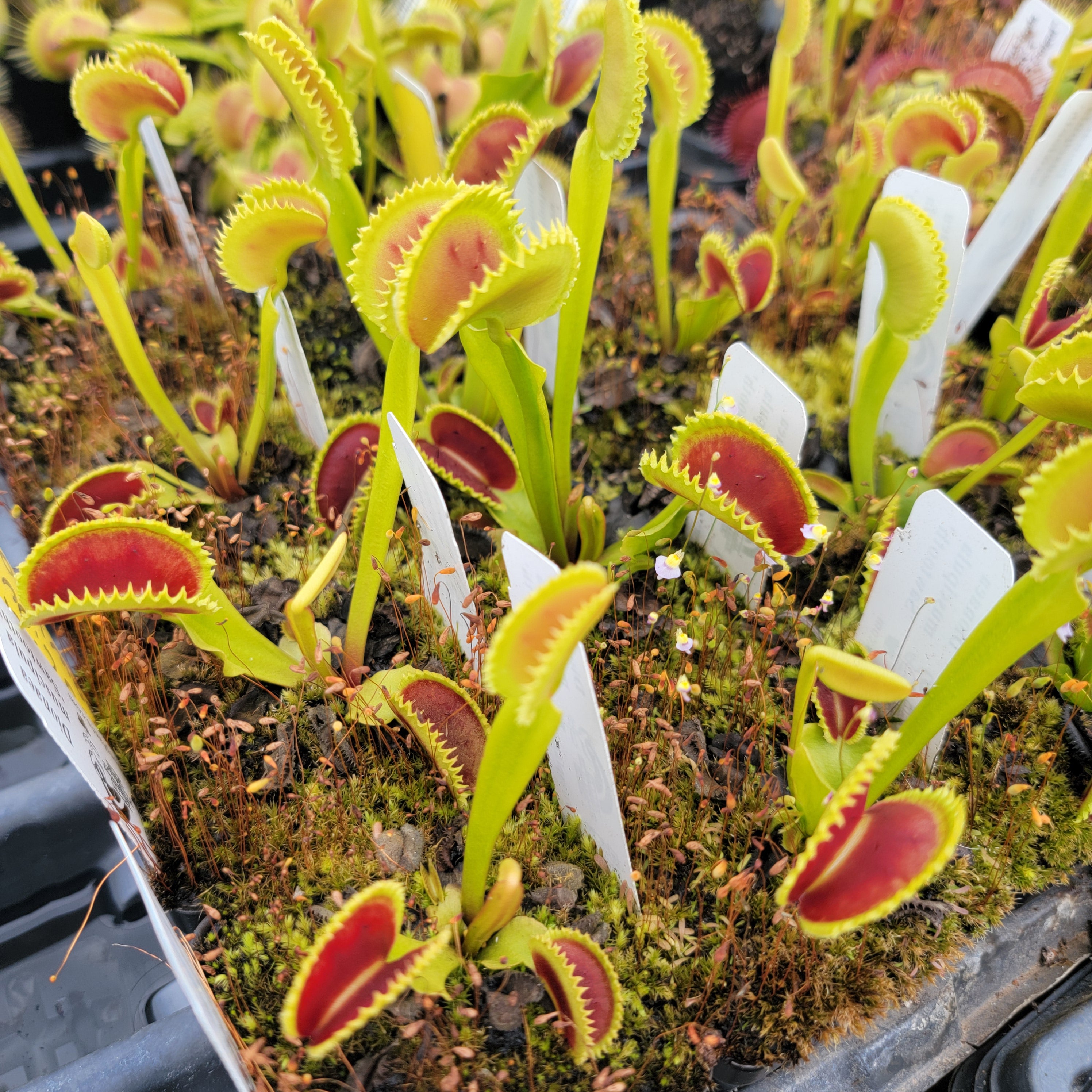 Venus flytrap (Dionaea muscipula) 'Sawtooth' -Venus flytrap -Rainbow Carnivorous Plants LLC