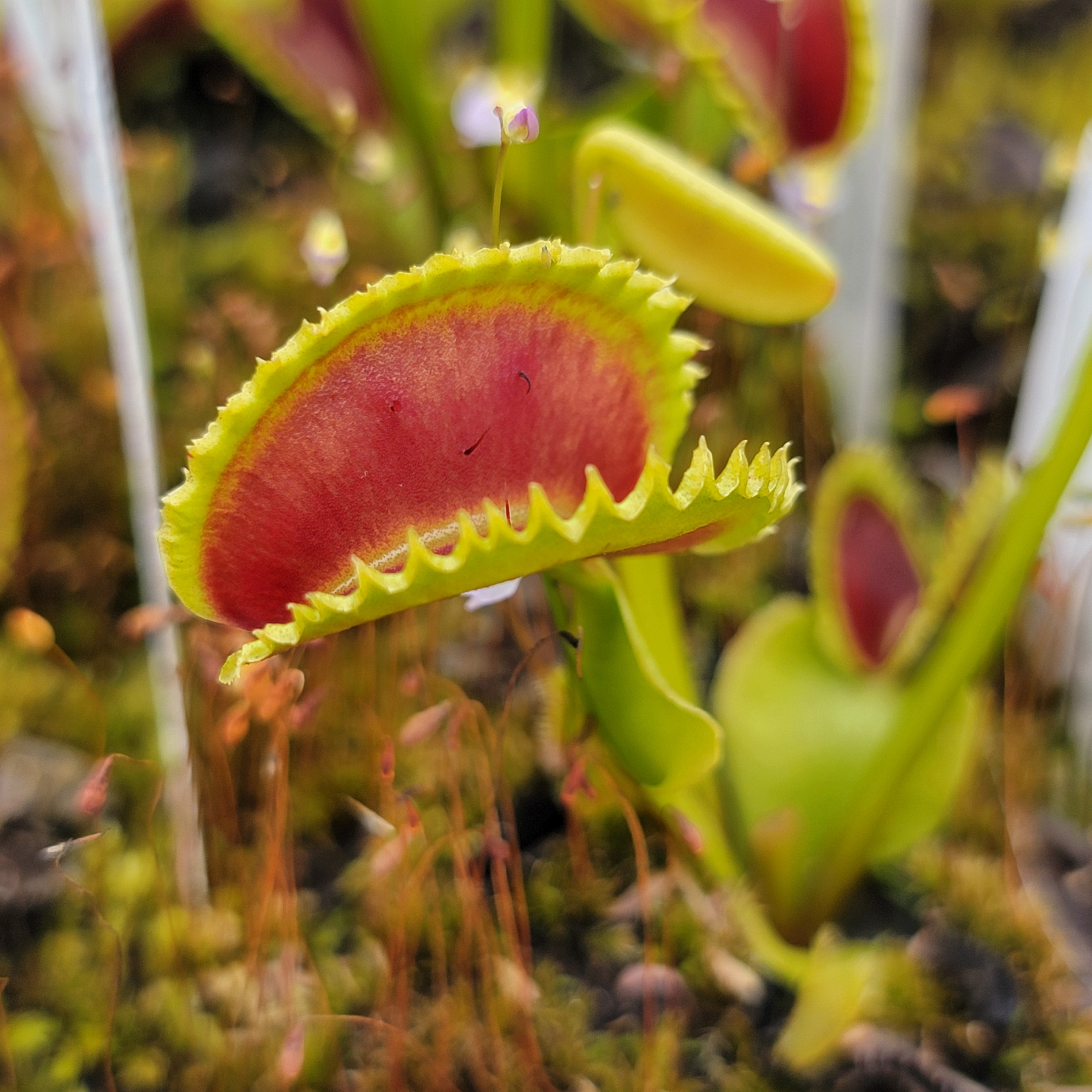 Venus flytrap (Dionaea muscipula) 'Sawtooth' -Venus flytrap -Rainbow Carnivorous Plants LLC