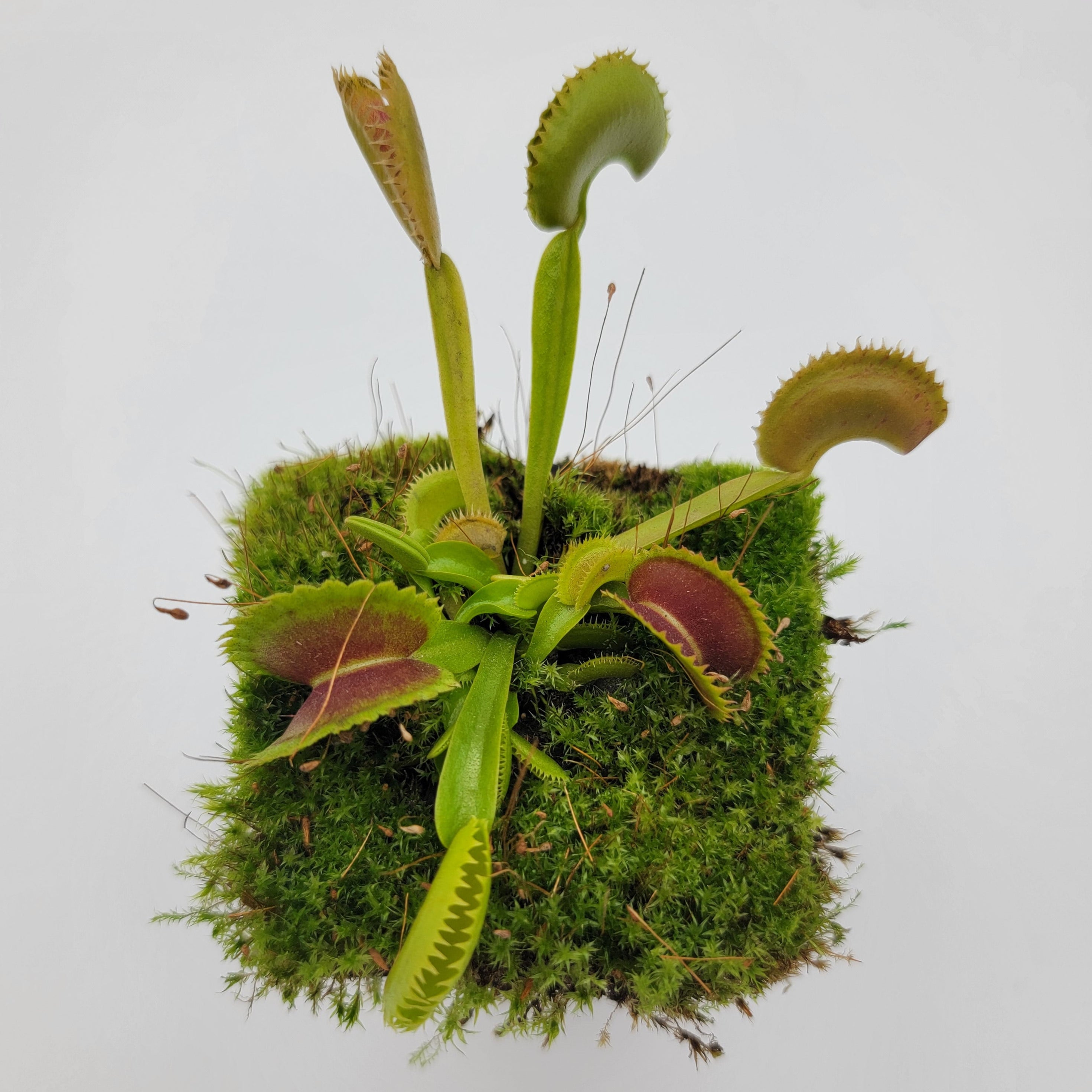 Venus flytrap (Dionaea muscipula) 'Trev's Dracula' -Venus flytrap -Rainbow Carnivorous Plants LLC