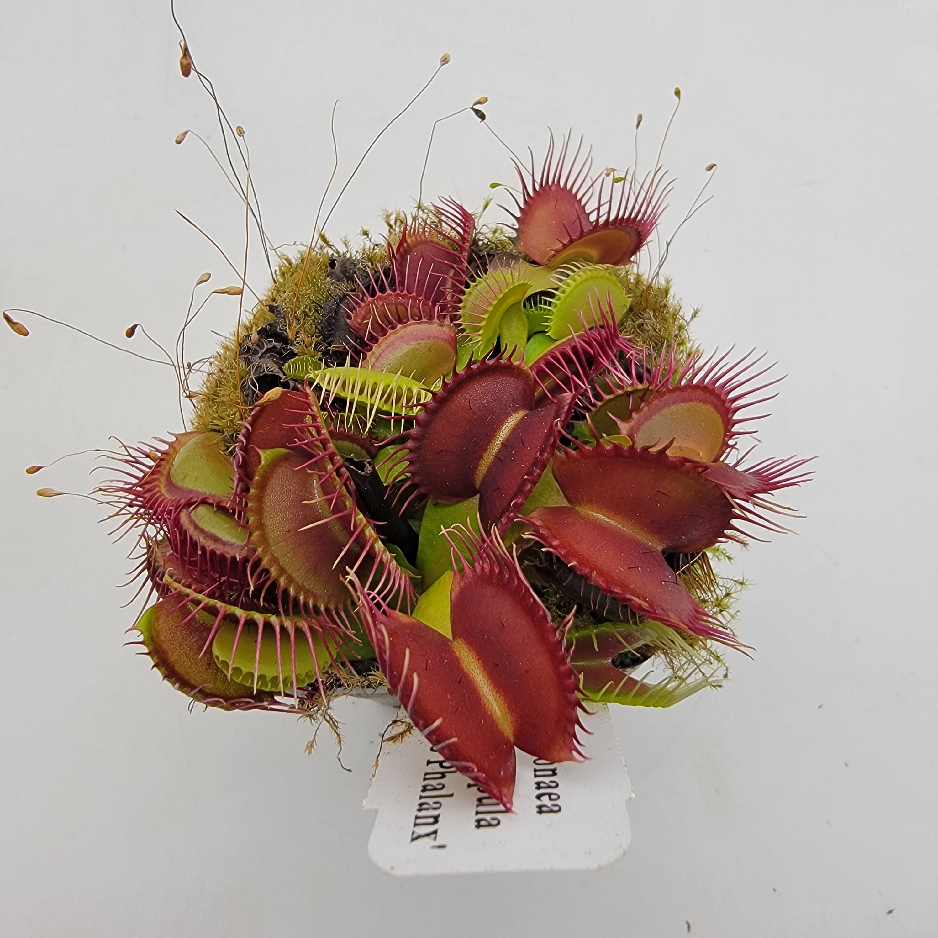 Phalanx CK　ハエトリソウDionaea Venus flytrap (Dionaea muscipula) 'GJ Phalanx'
