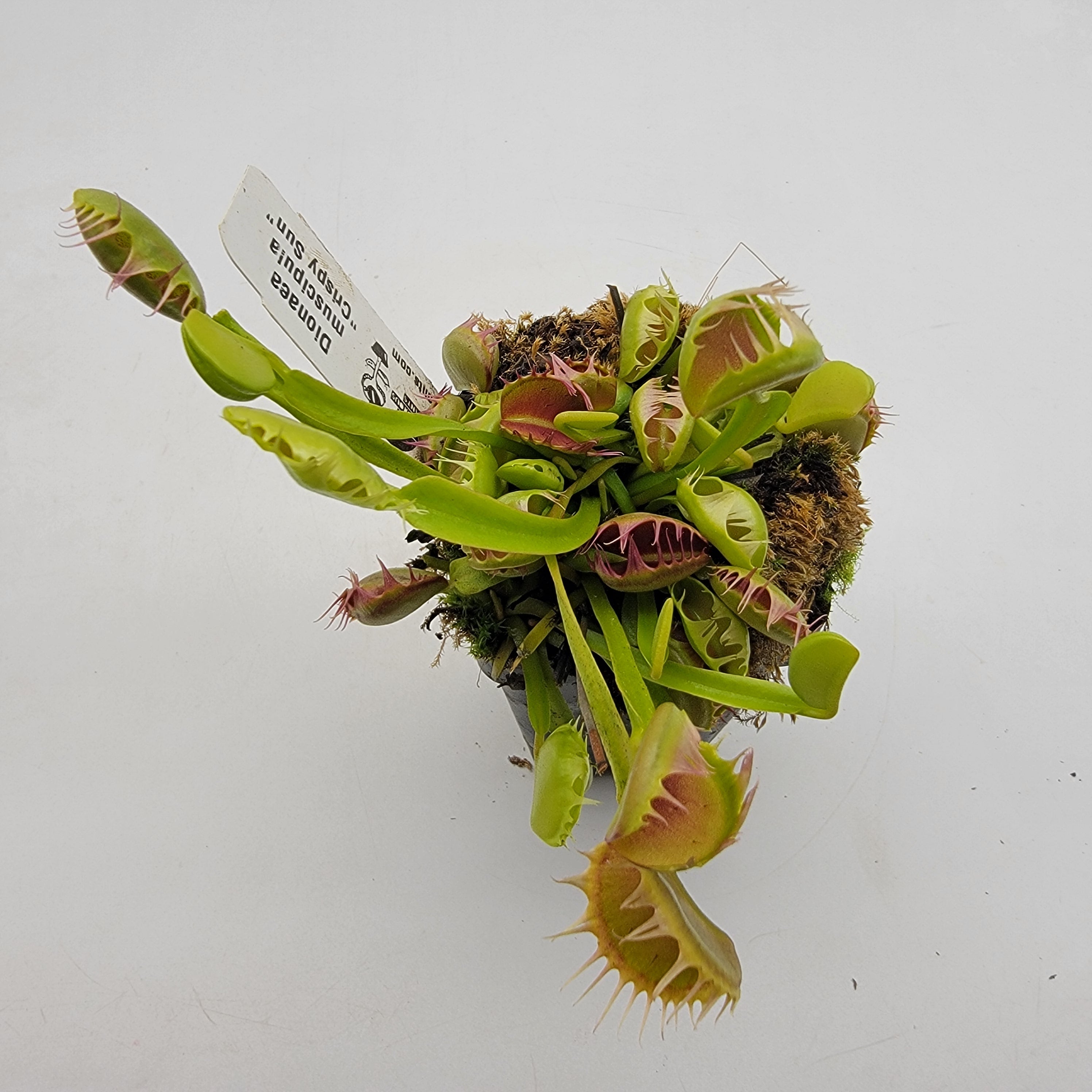 Venus flytrap (Dionaea muscipula) 'Crispy sun'
