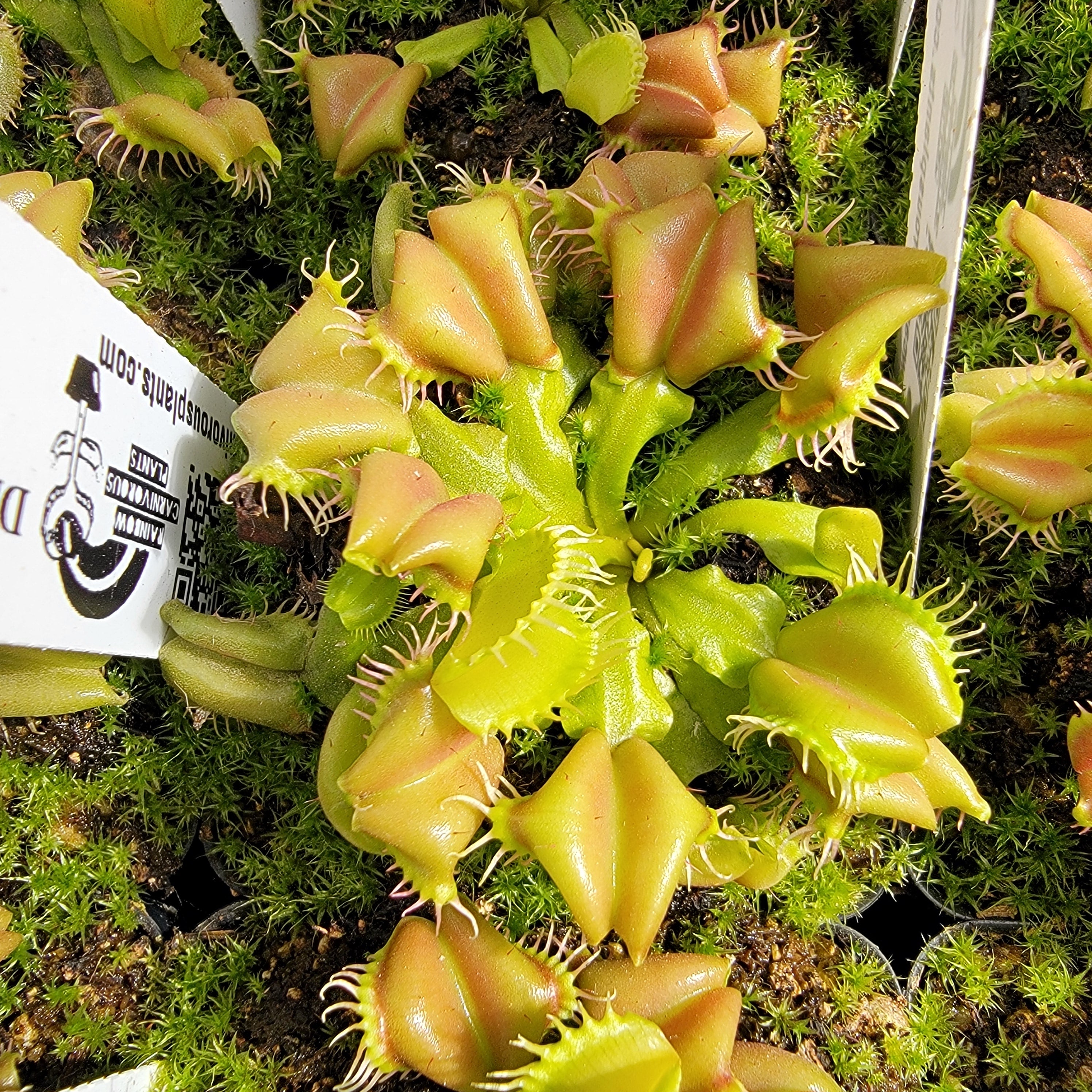 Venus flytrap (Dionaea muscipula) 'Angel Wings' - -Rainbow Carnivorous Plants LLC