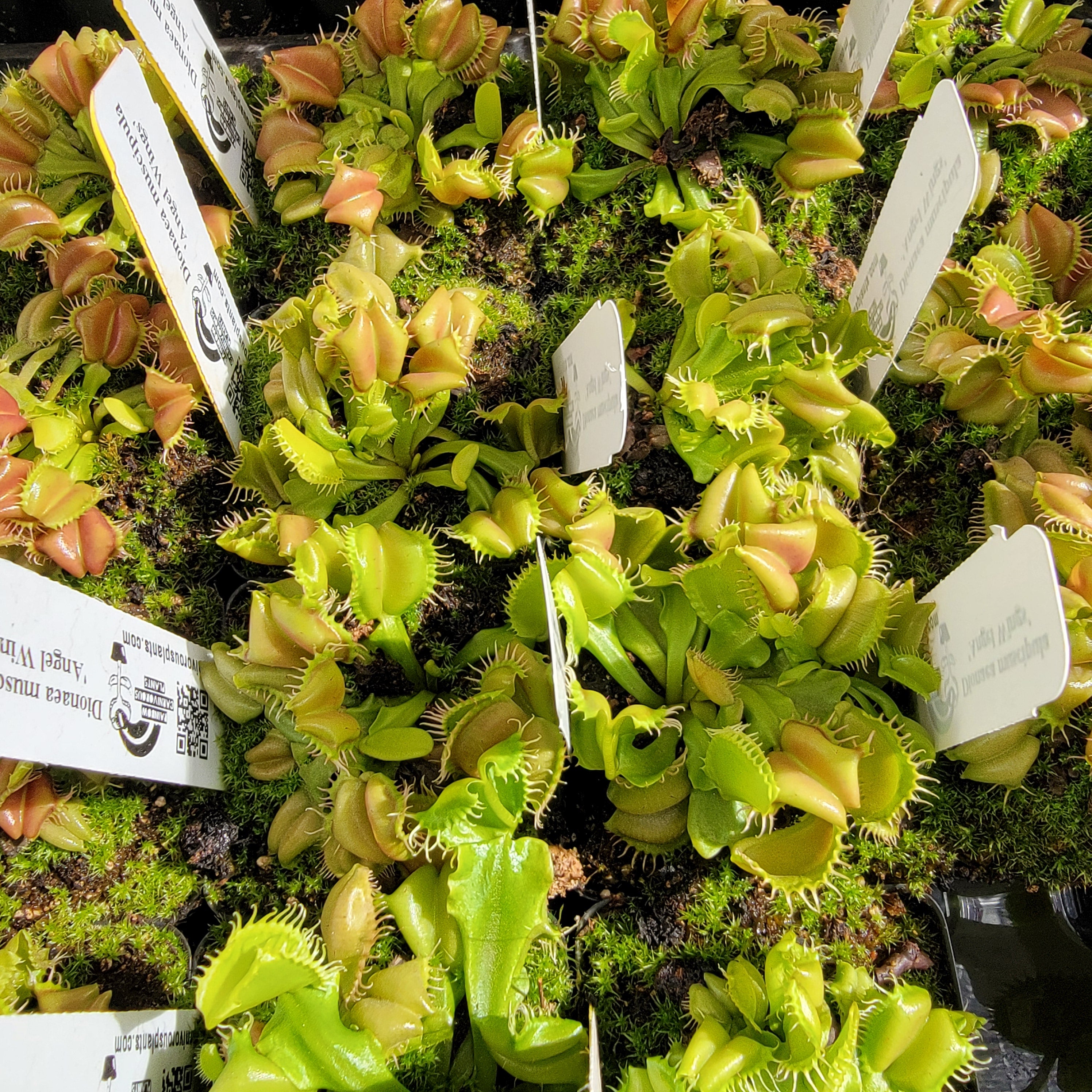 Venus flytrap (Dionaea muscipula) 'Angel Wings' - -Rainbow Carnivorous Plants LLC