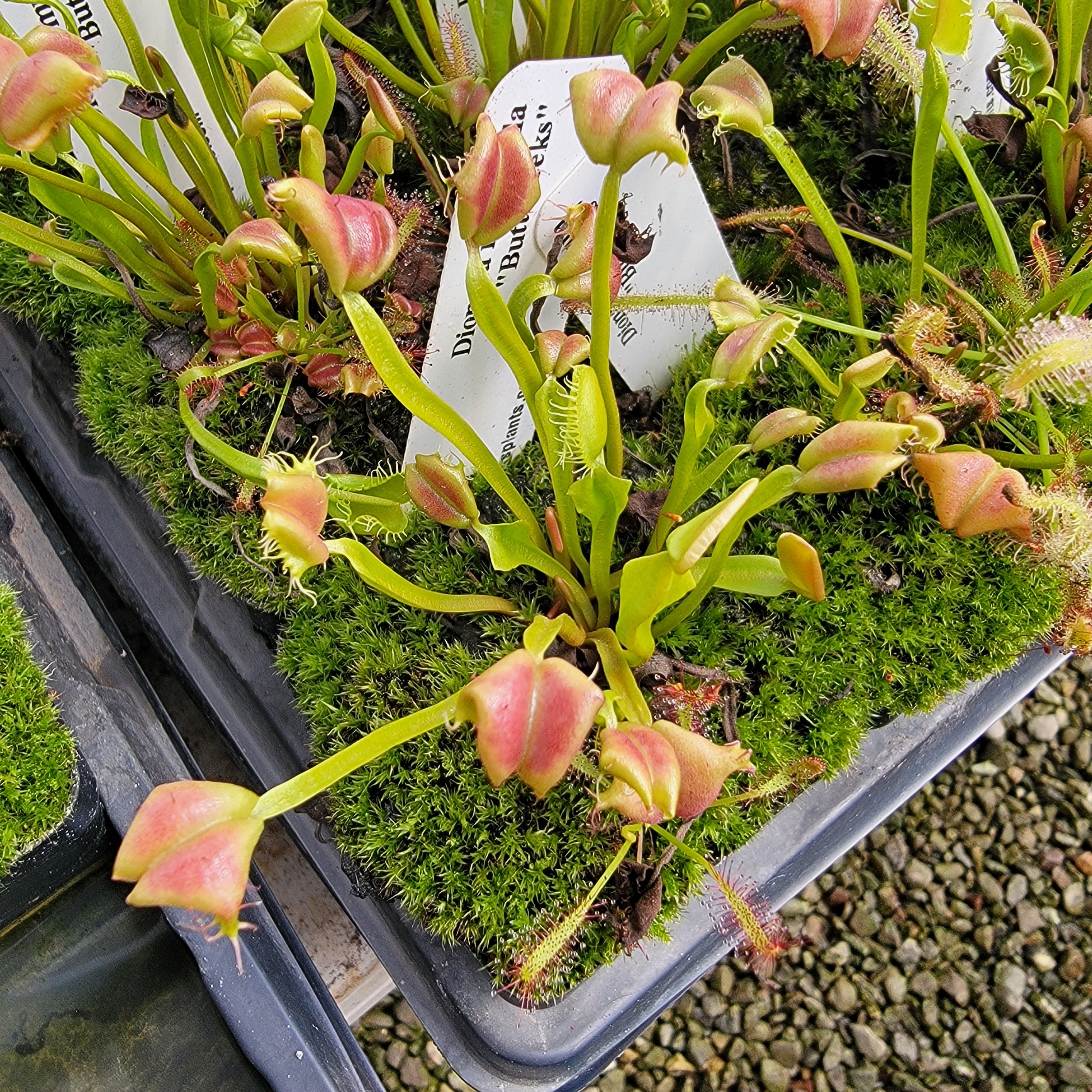 Venus flytrap (Dionaea muscipula) "Buttcheeks"