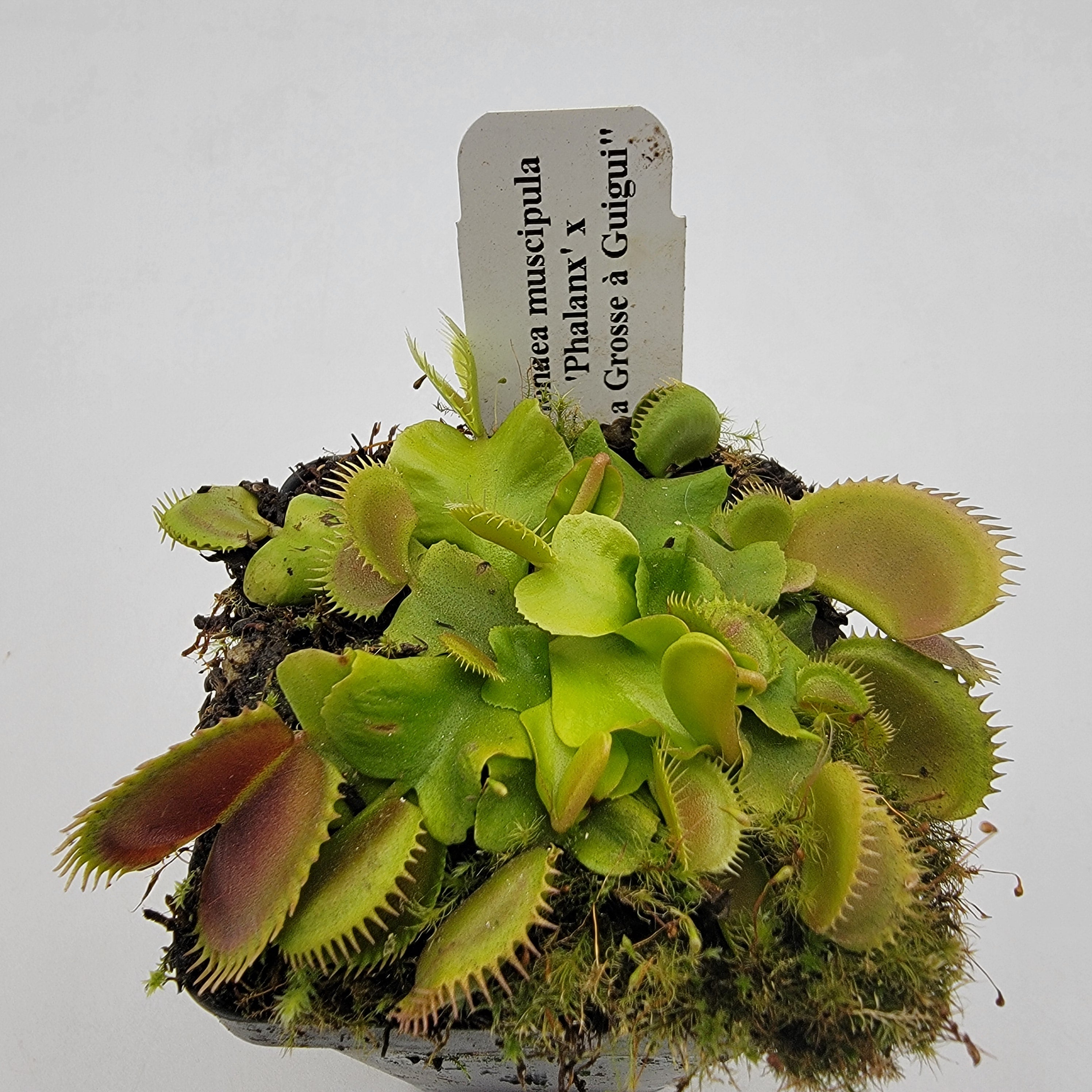 Venus flytrap (Dionaea muscipula) 'GJ Phalanx' x 'La Grosse a Guigui' - -Rainbow Carnivorous Plants LLC