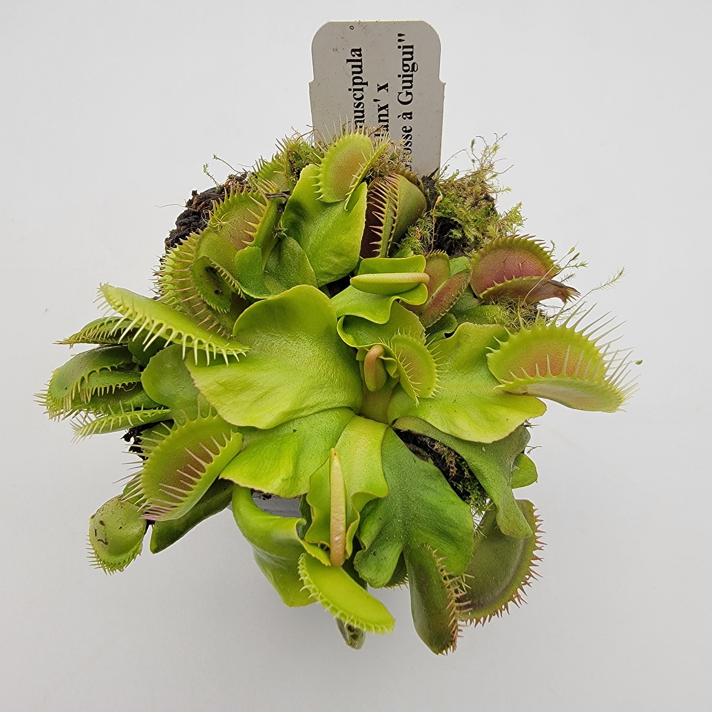 Venus flytrap (Dionaea muscipula) 'GJ Phalanx' x 'La Grosse a Guigui' - -Rainbow Carnivorous Plants LLC