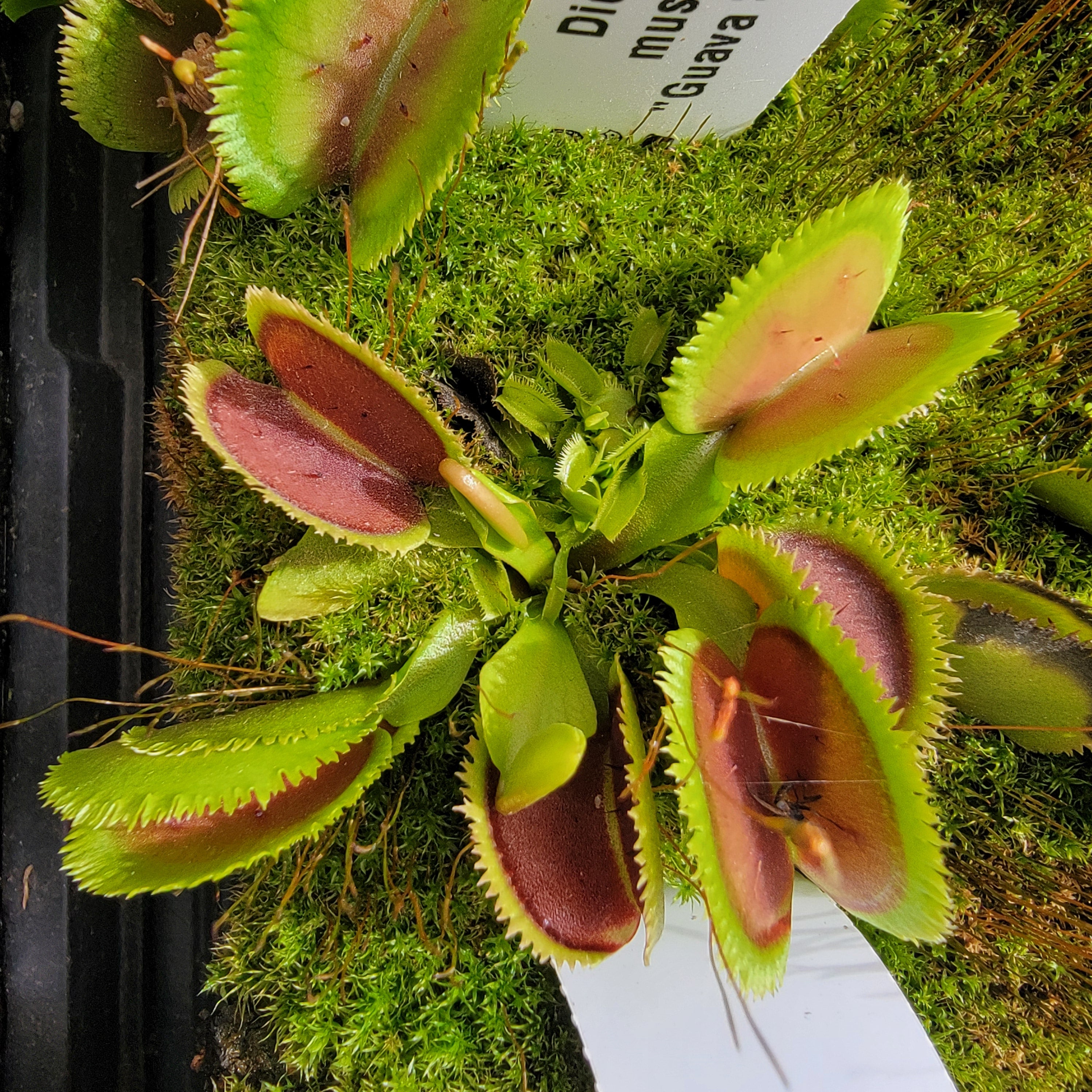 Venus flytrap (Dionaea muscipula) 'Guava Sawtooth' - -Rainbow Carnivorous Plants LLC