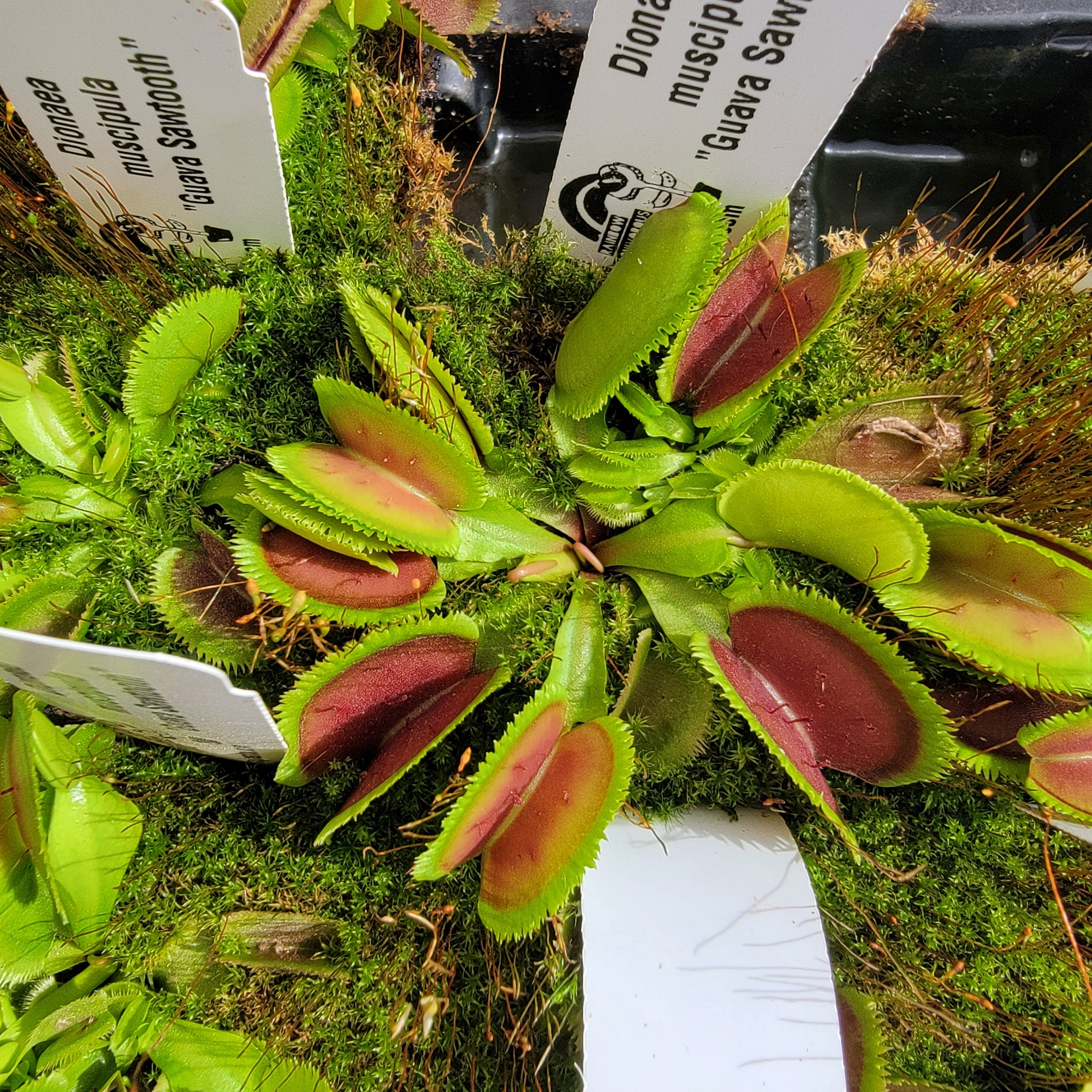 Venus flytrap (Dionaea muscipula) 'Guava Sawtooth' - -Rainbow Carnivorous Plants LLC