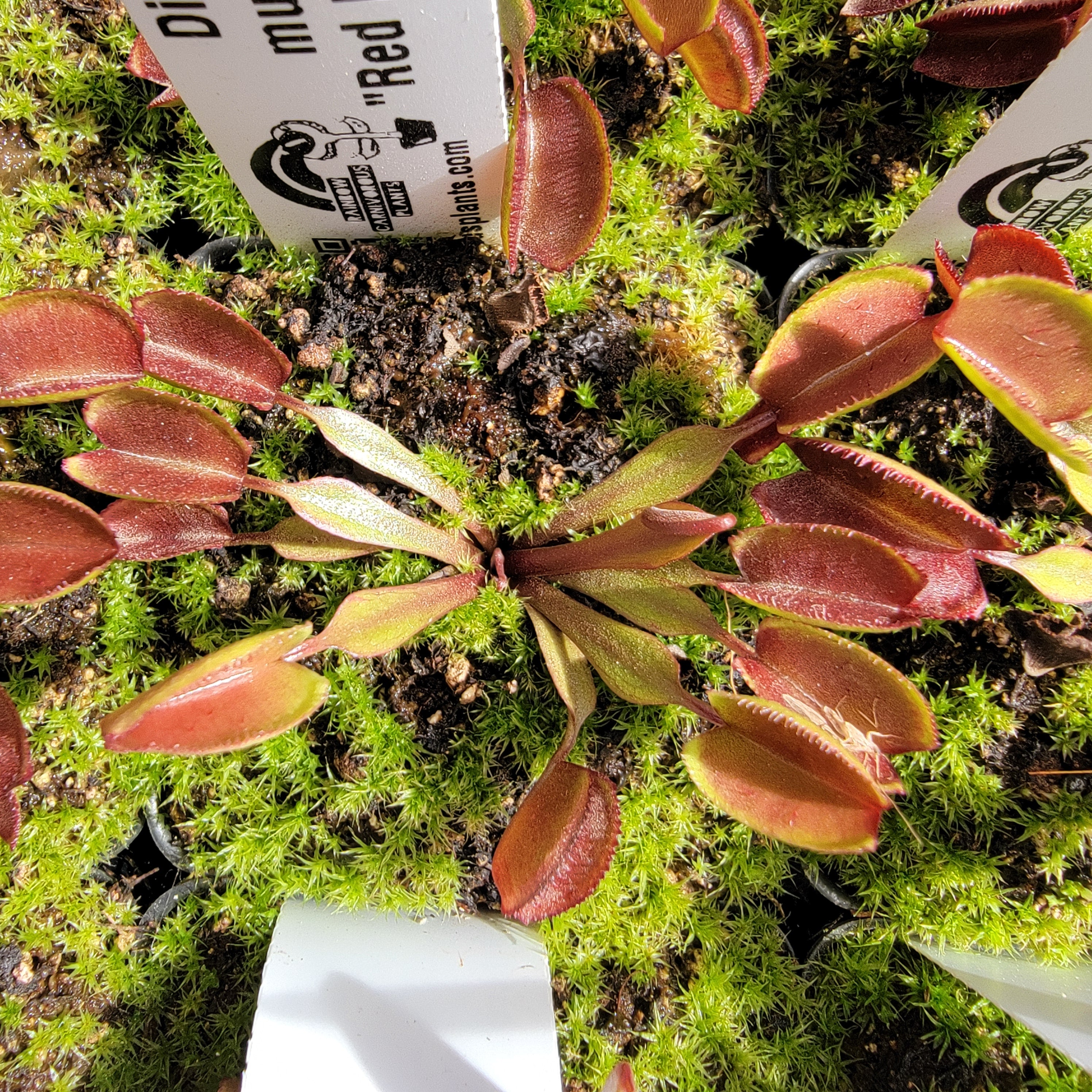 Venus flytrap (Dionaea muscipula) "Red Periscope" - -Rainbow Carnivorous Plants LLC