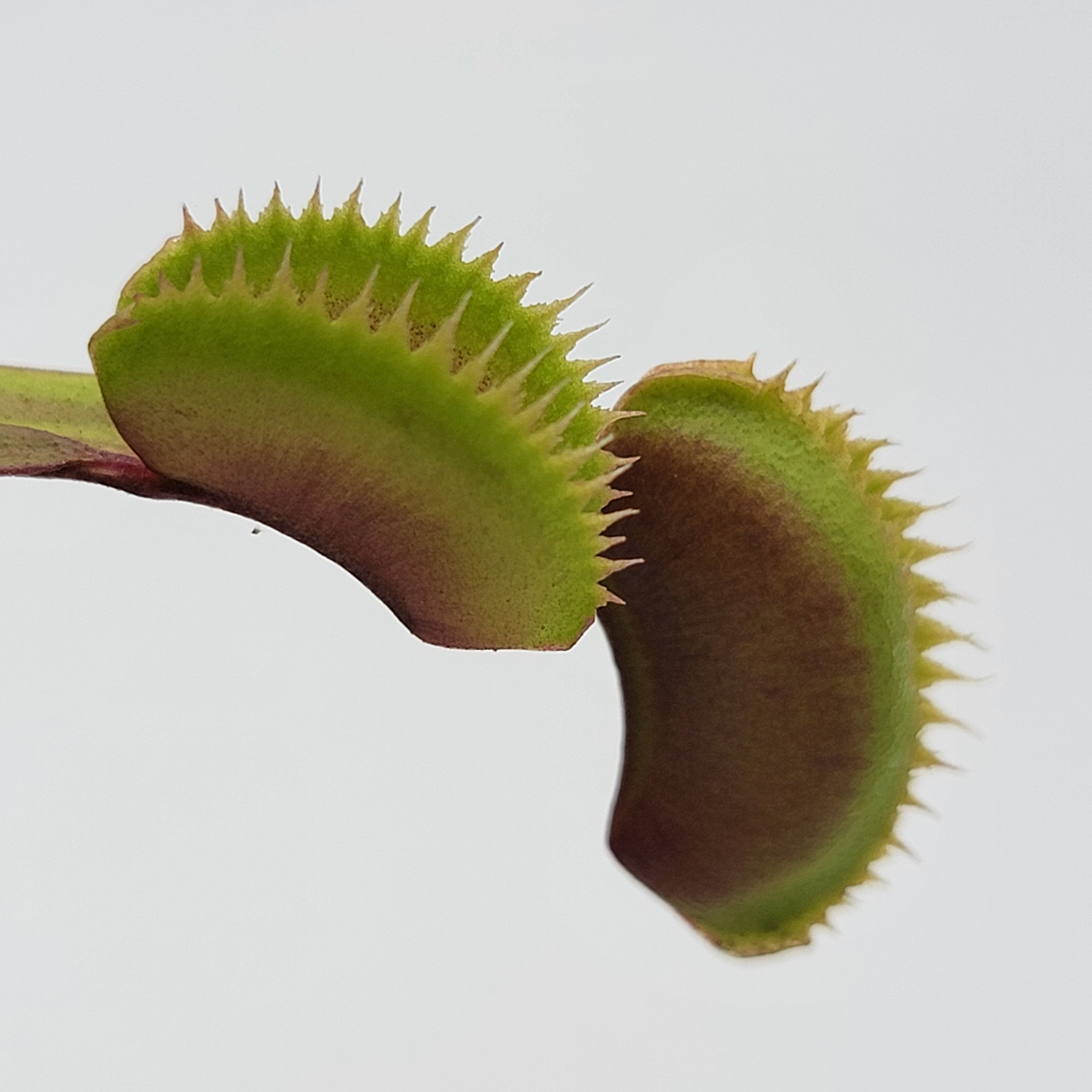 Dionaea muscipula 'Red Piranha' - -Rainbow Carnivorous Plants LLC