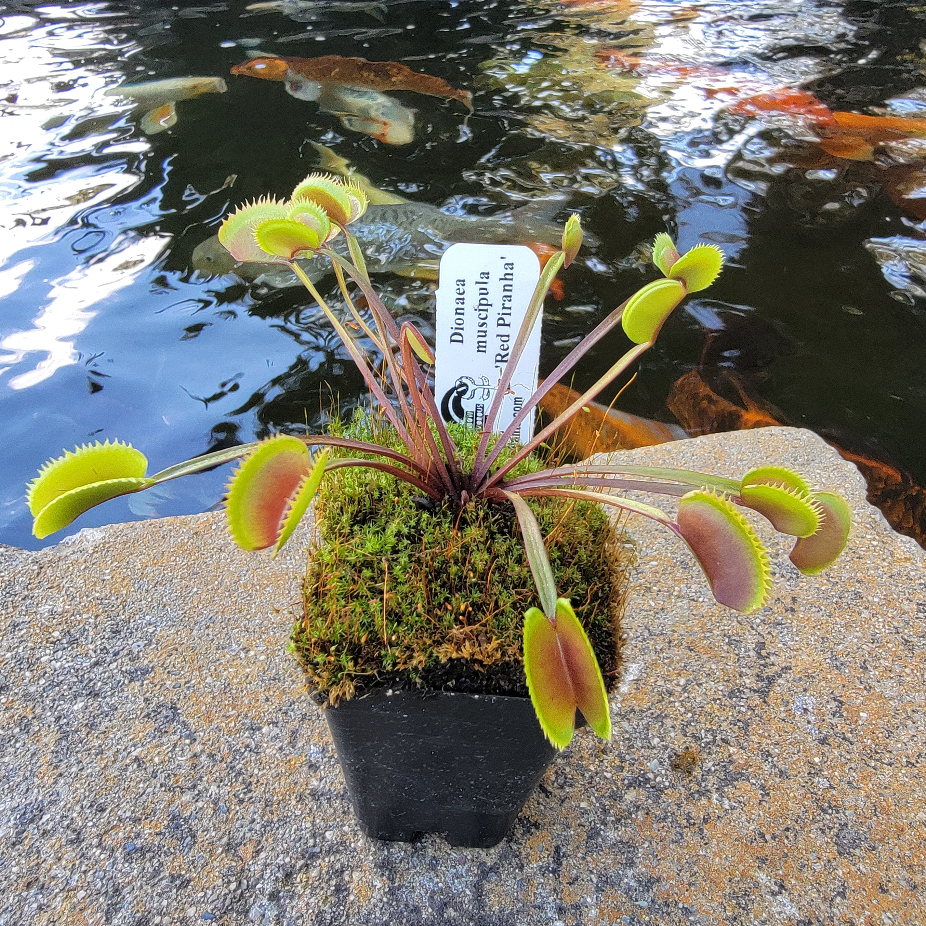 Dionaea muscipula 'Red Piranha' | Venus flytrap | Rainbow