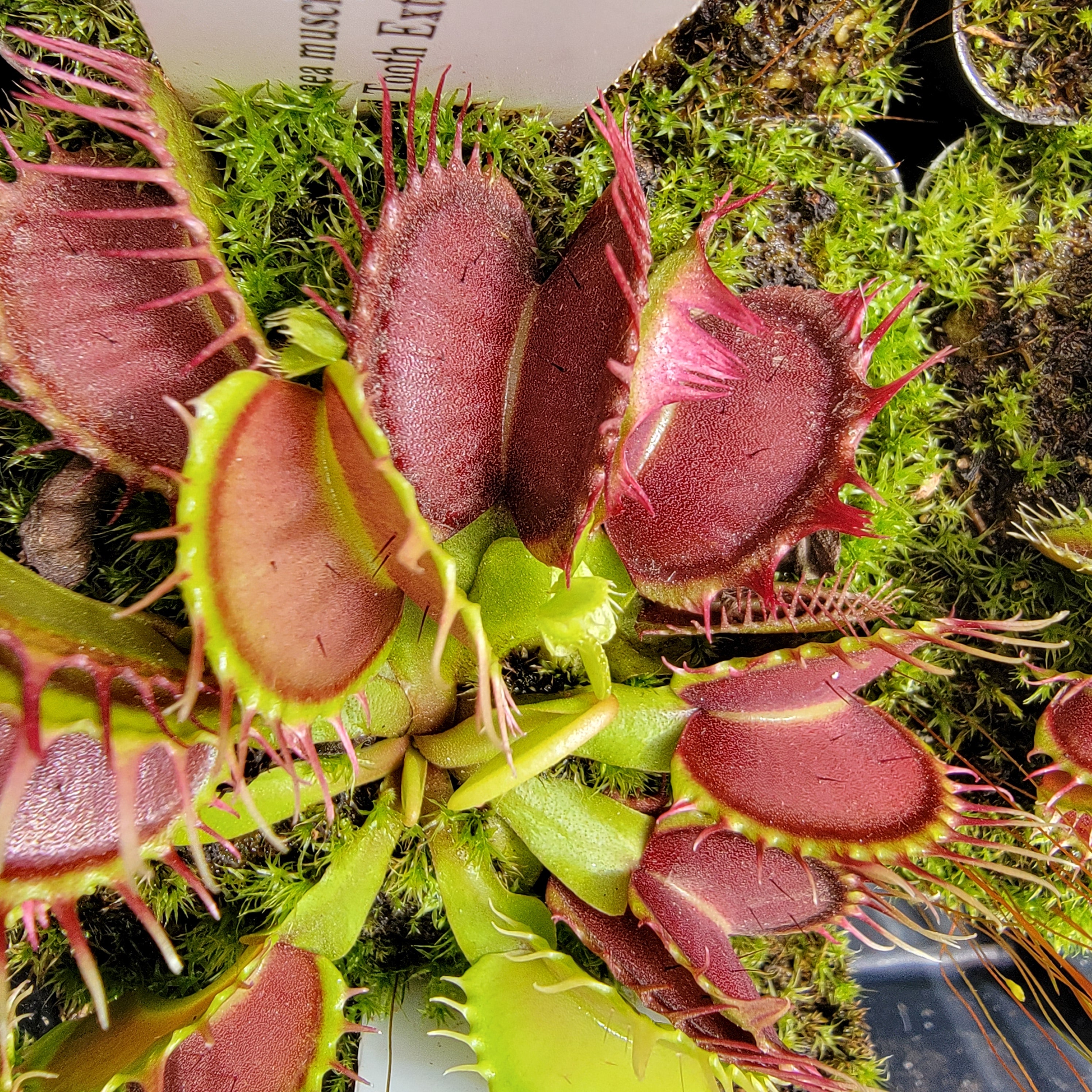 Venus flytrap (Dionaea muscipula) "Fused Tooth Extreme" - -Rainbow Carnivorous Plants LLC