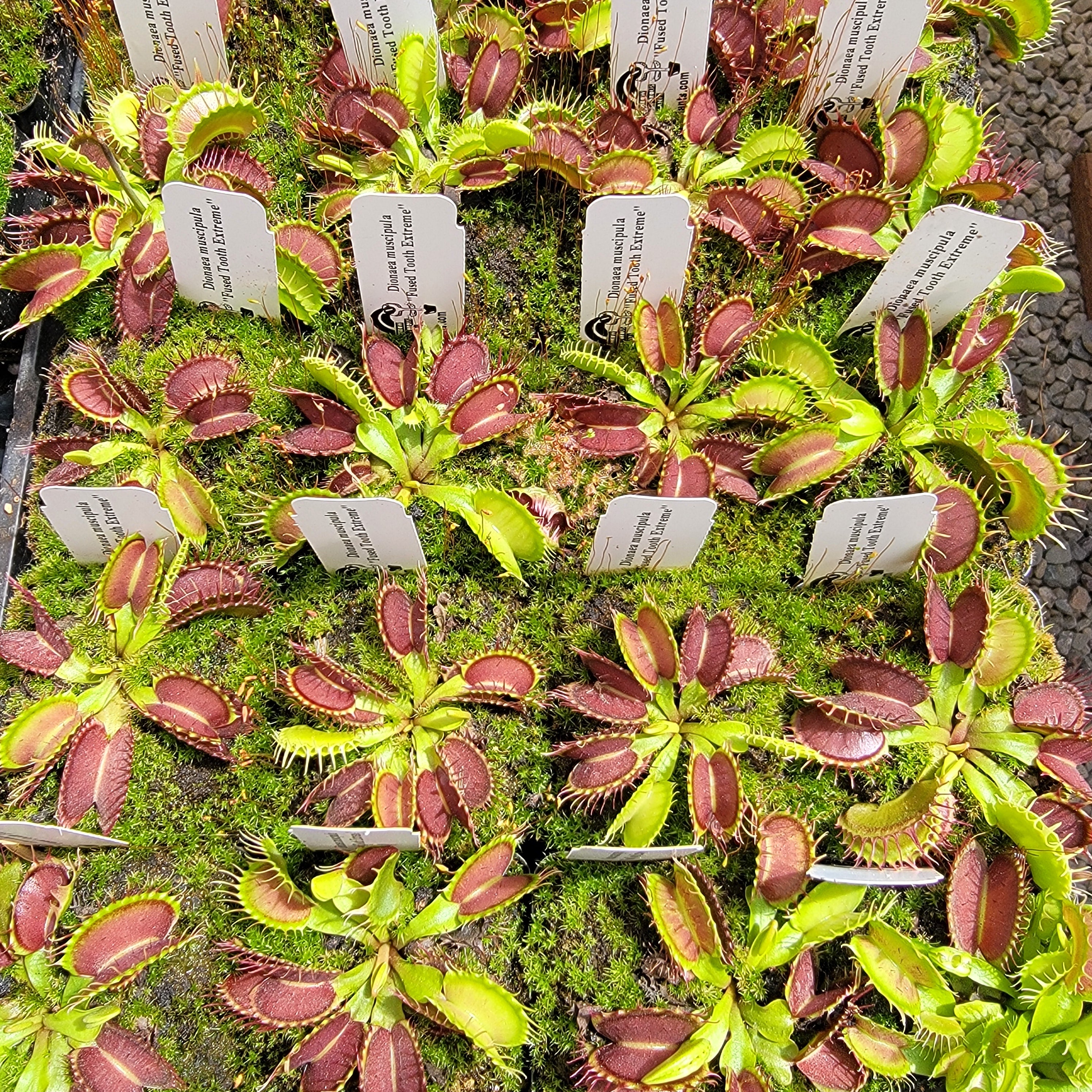 Venus flytrap (Dionaea muscipula) "Fused Tooth Extreme" - -Rainbow Carnivorous Plants LLC