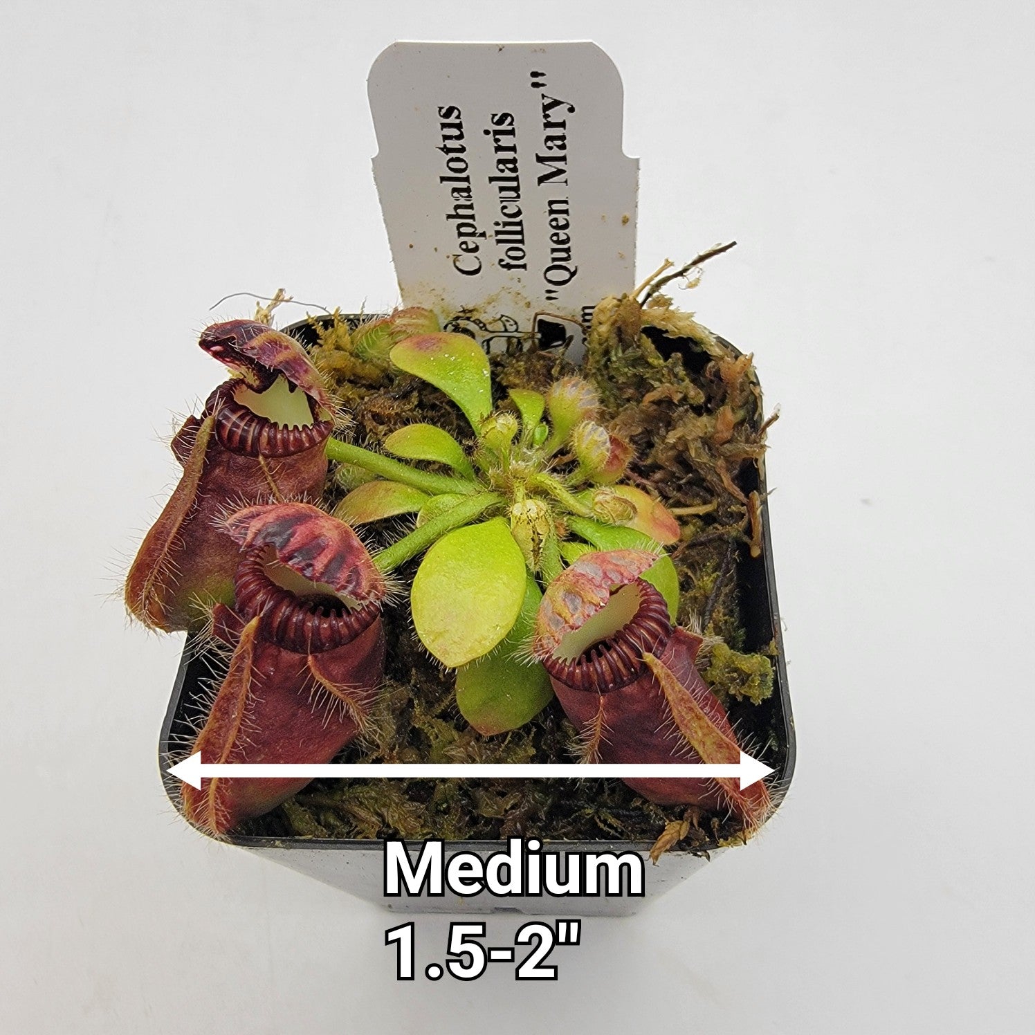Cephalotus follicularis "Queen Mary"