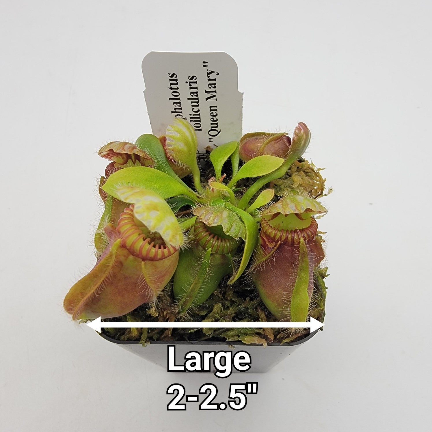 Cephalotus follicularis "Queen Mary"