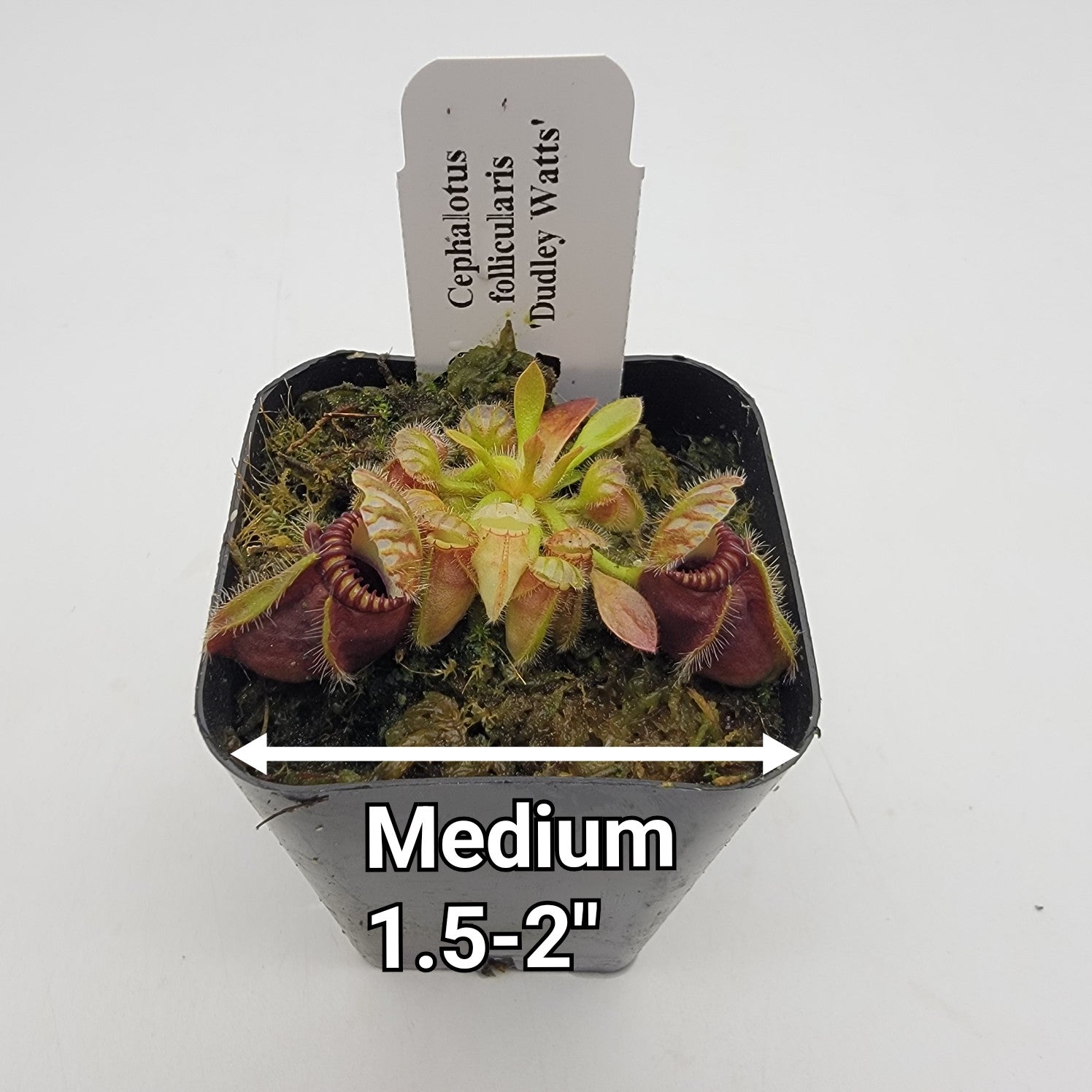 Cephalotus follicularis 'Dudley watts'