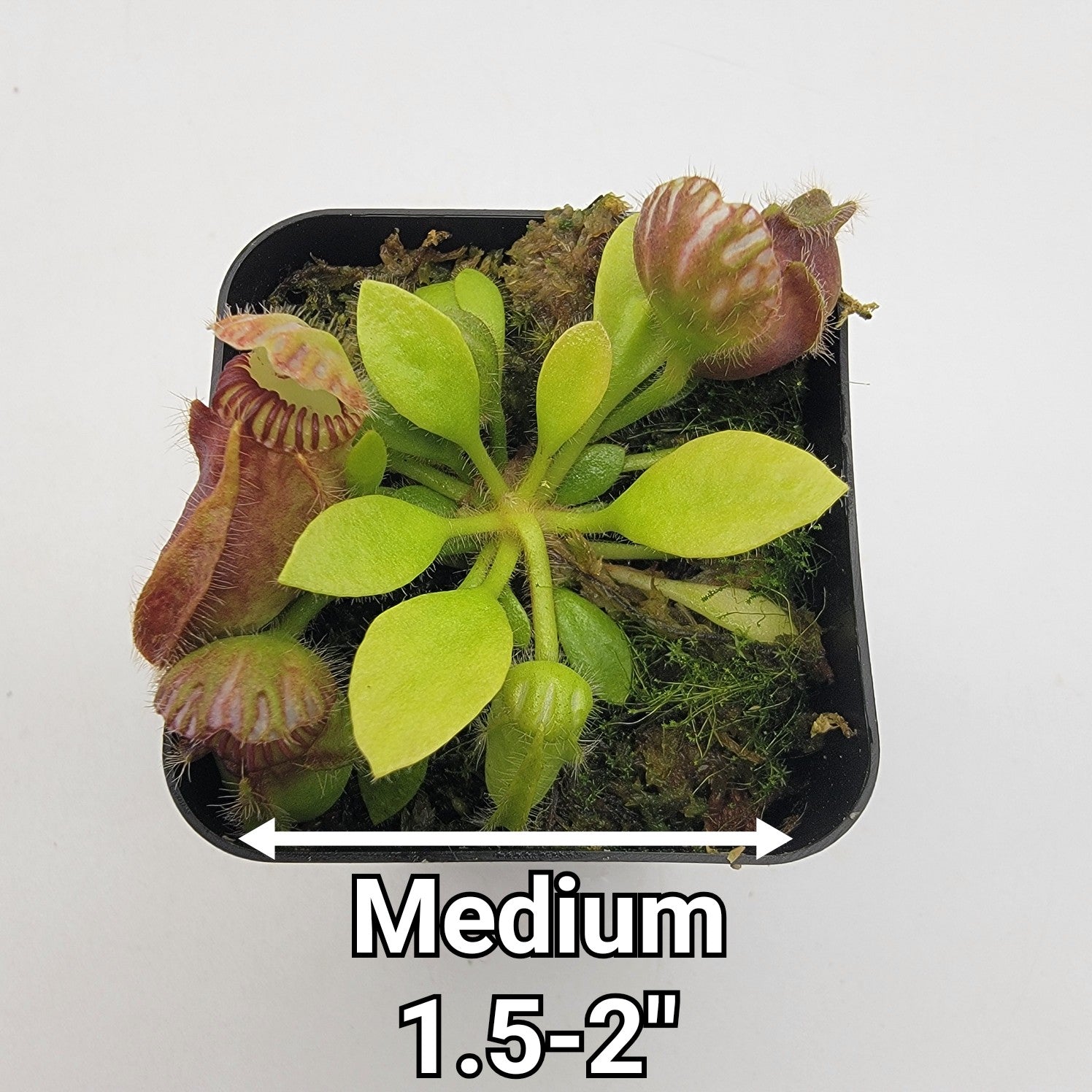 Cephalotus follicularis seed grown
