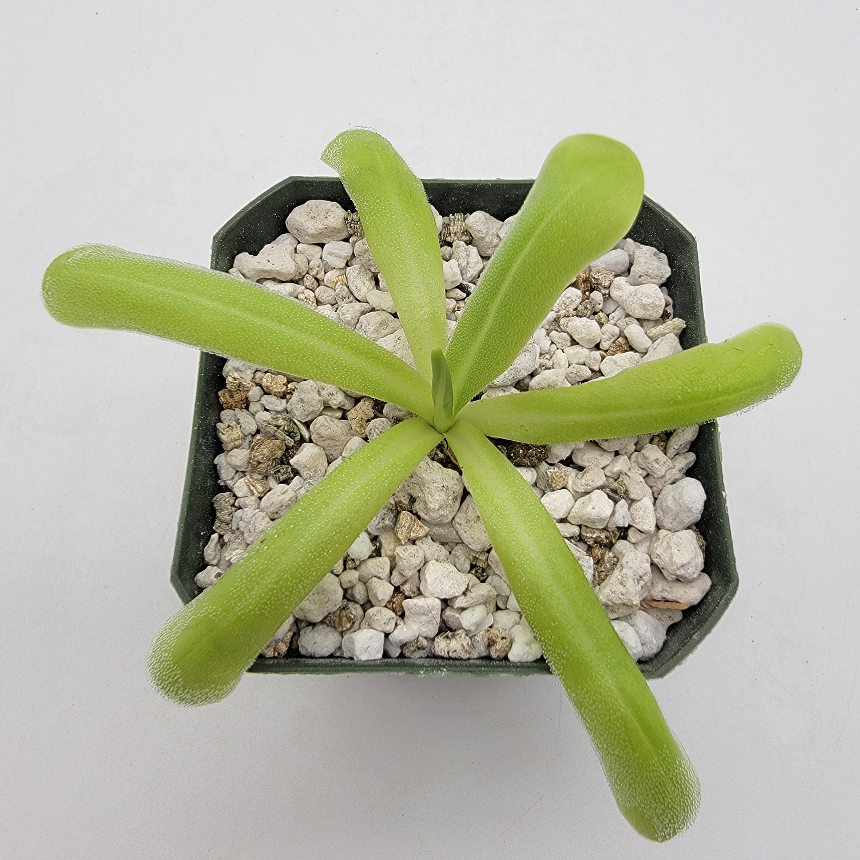 Pinguicula moranensis var. alba x moctezumae -Butterworts -Rainbow Carnivorous Plants LLC