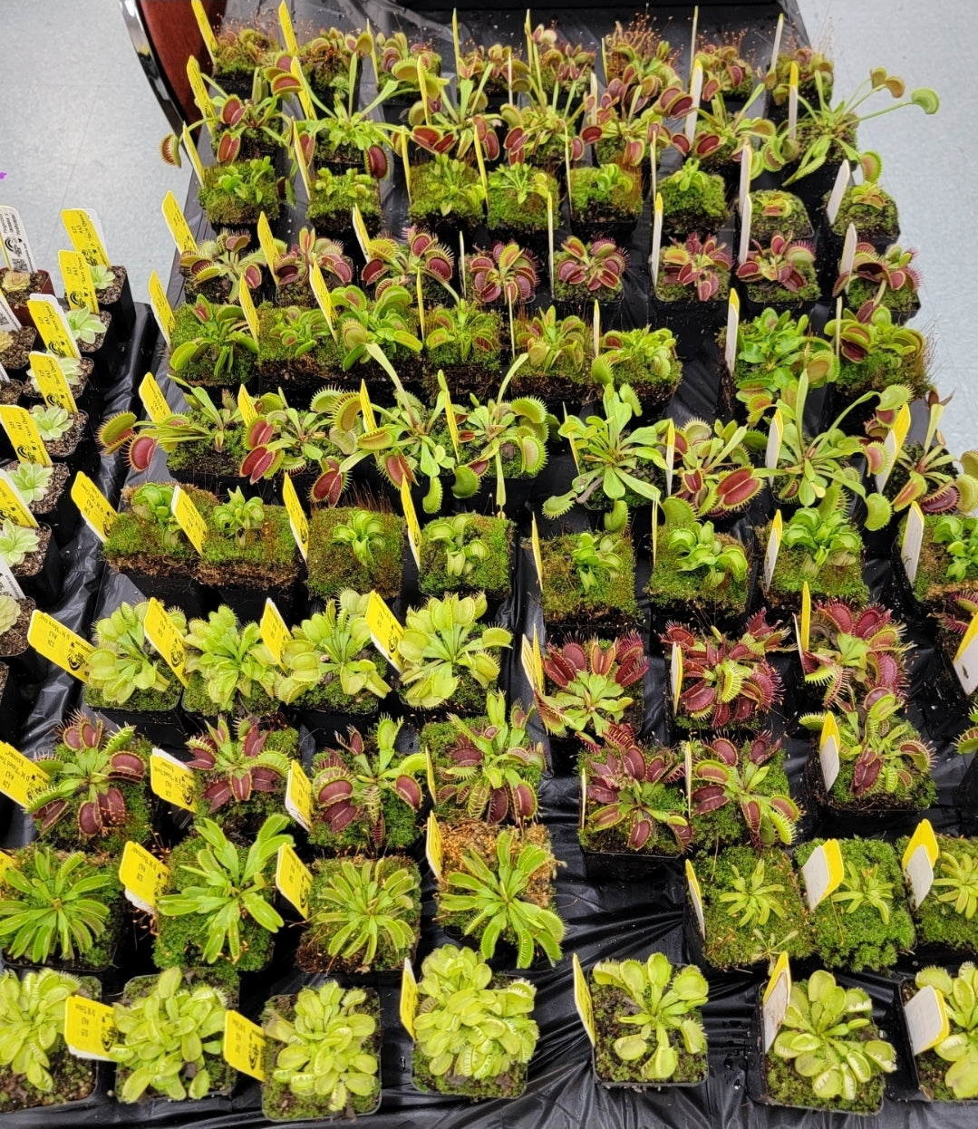 Random Venus flytrap with ID