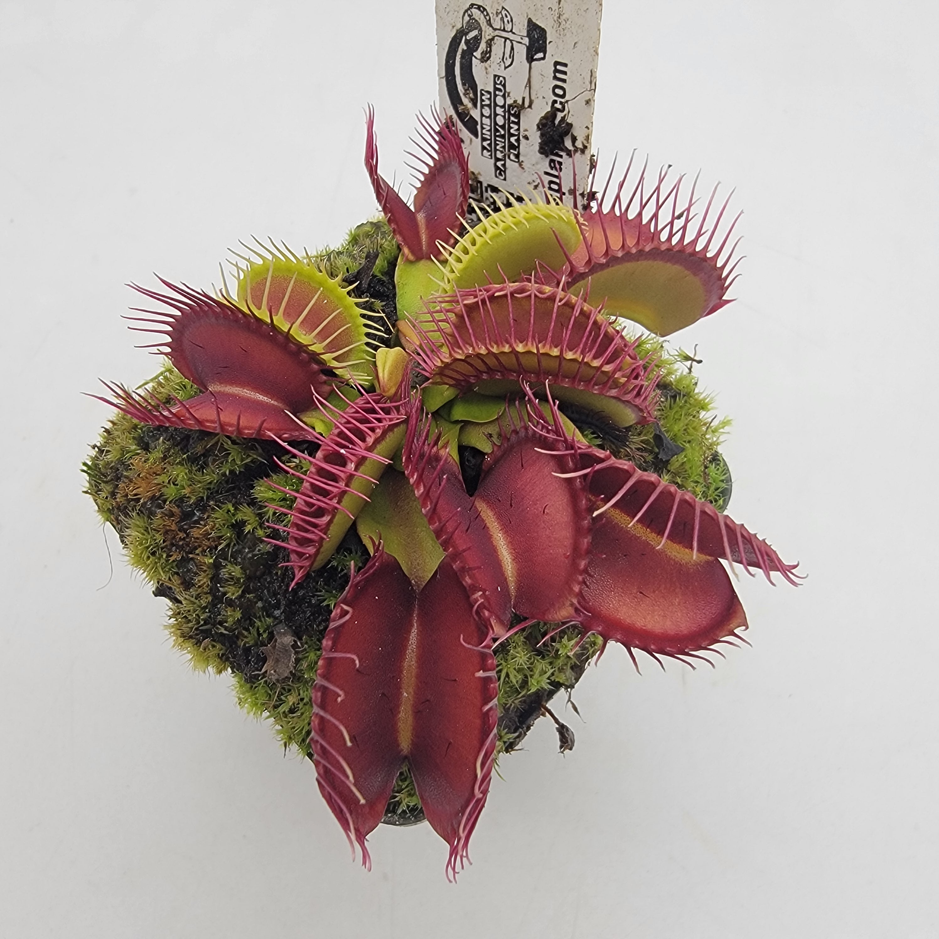 Venus flytrap (Dionaea muscipula) 'Fangzahn'