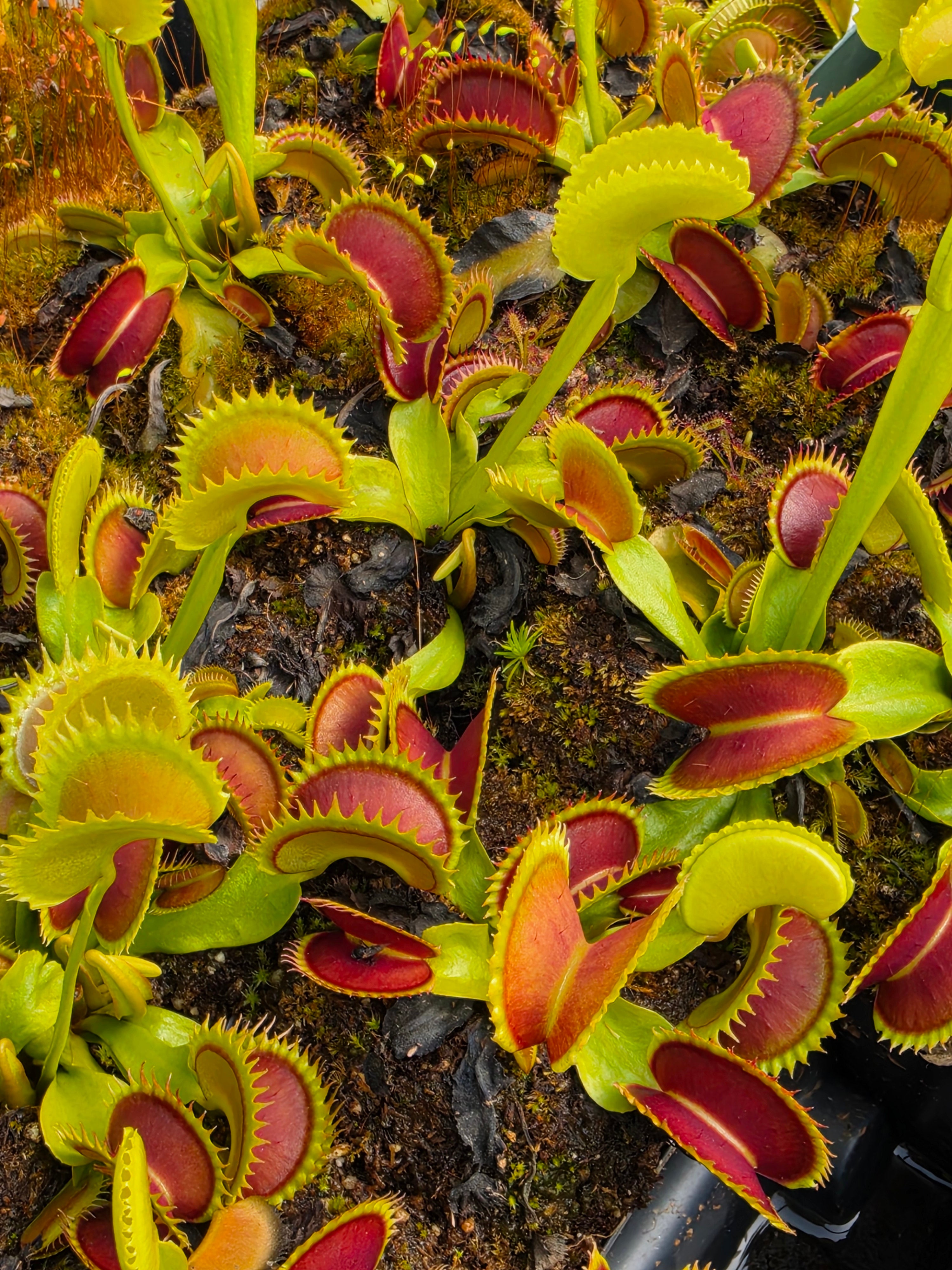 Venus flytrap (Dionaea muscipula) 'Trev's Dracula' -Venus flytrap -Rainbow Carnivorous Plants LLC