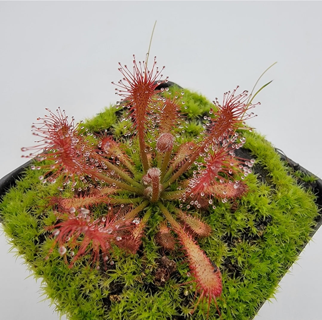 Drosera oblanceolata -Drosera -Rainbow Carnivorous Plants LLC