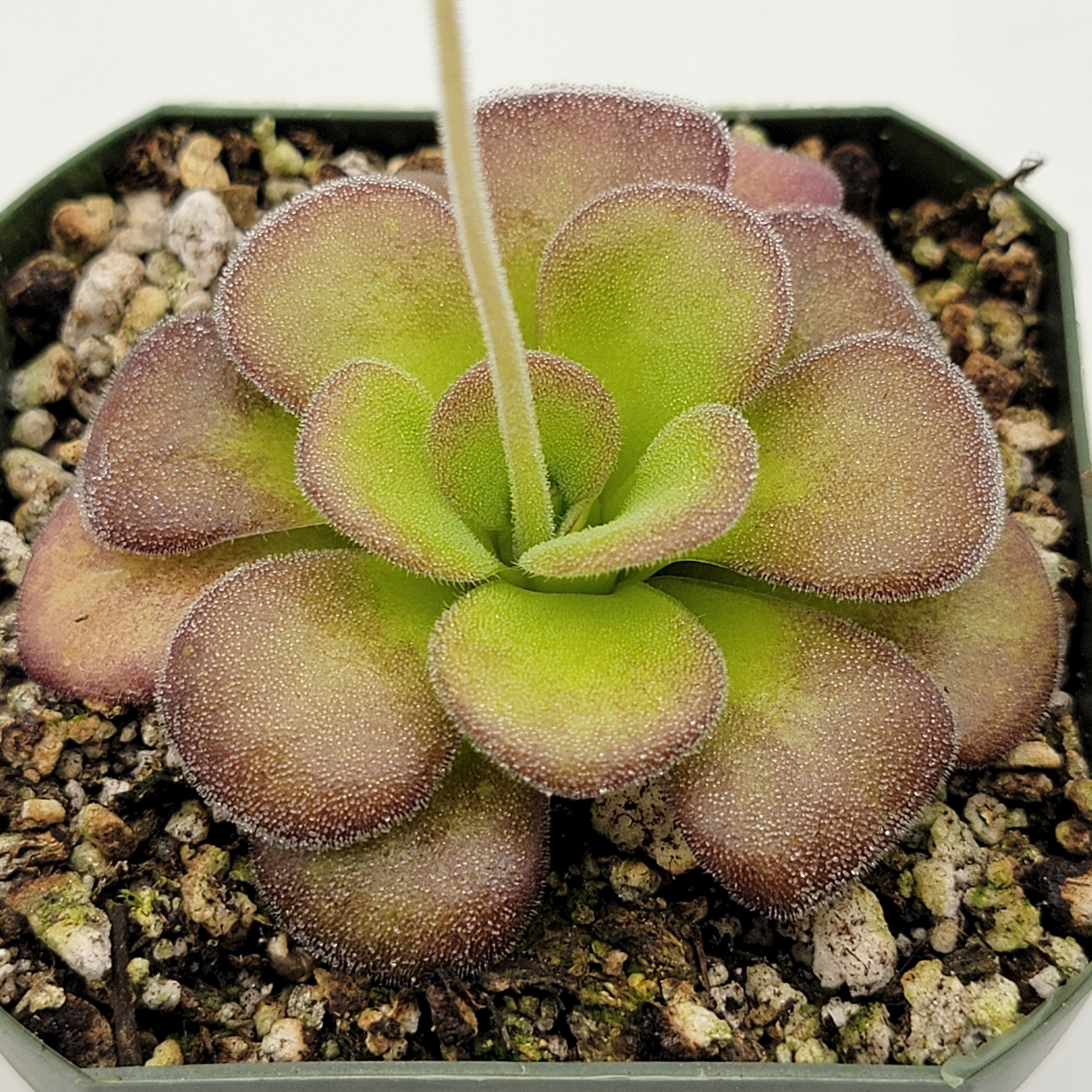 Pinguicula agnata 'Ekuma' -Butterworts -Rainbow Carnivorous Plants LLC
