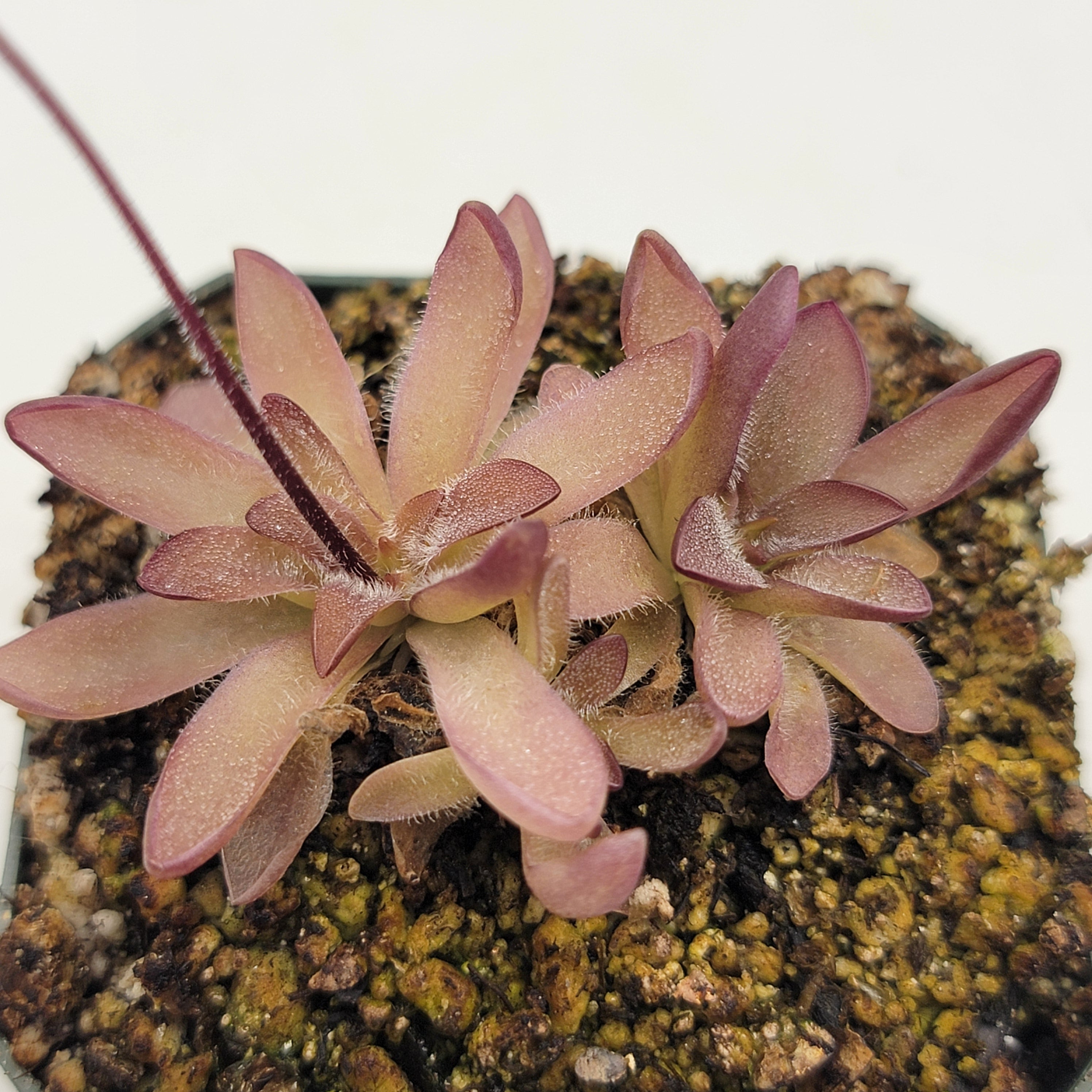 Pinguicula cv. 'BCP Crystal'