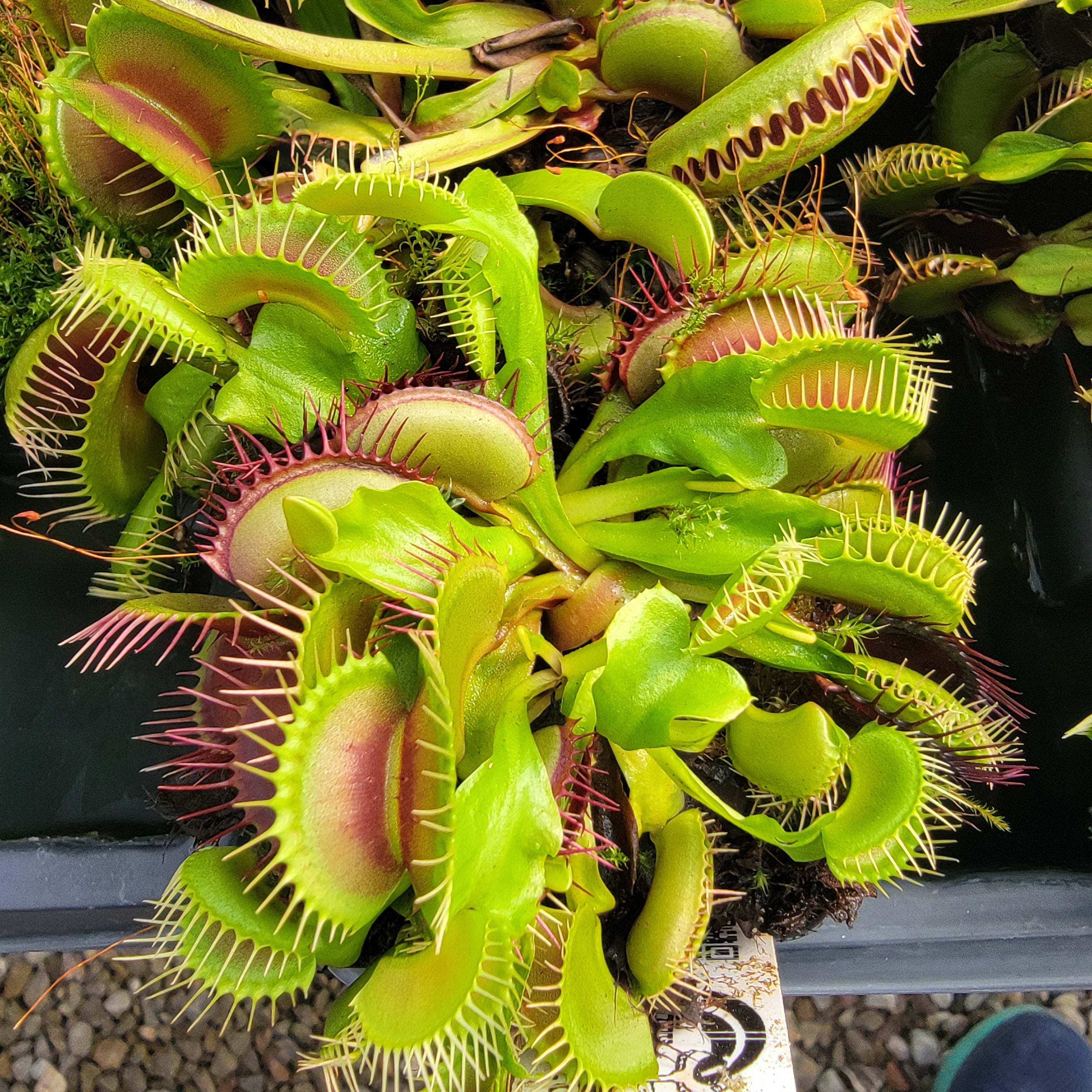 Venus flytrap (Dionaea muscipula) 'GJ Phalanx' x 'La Grosse a Guigui'
