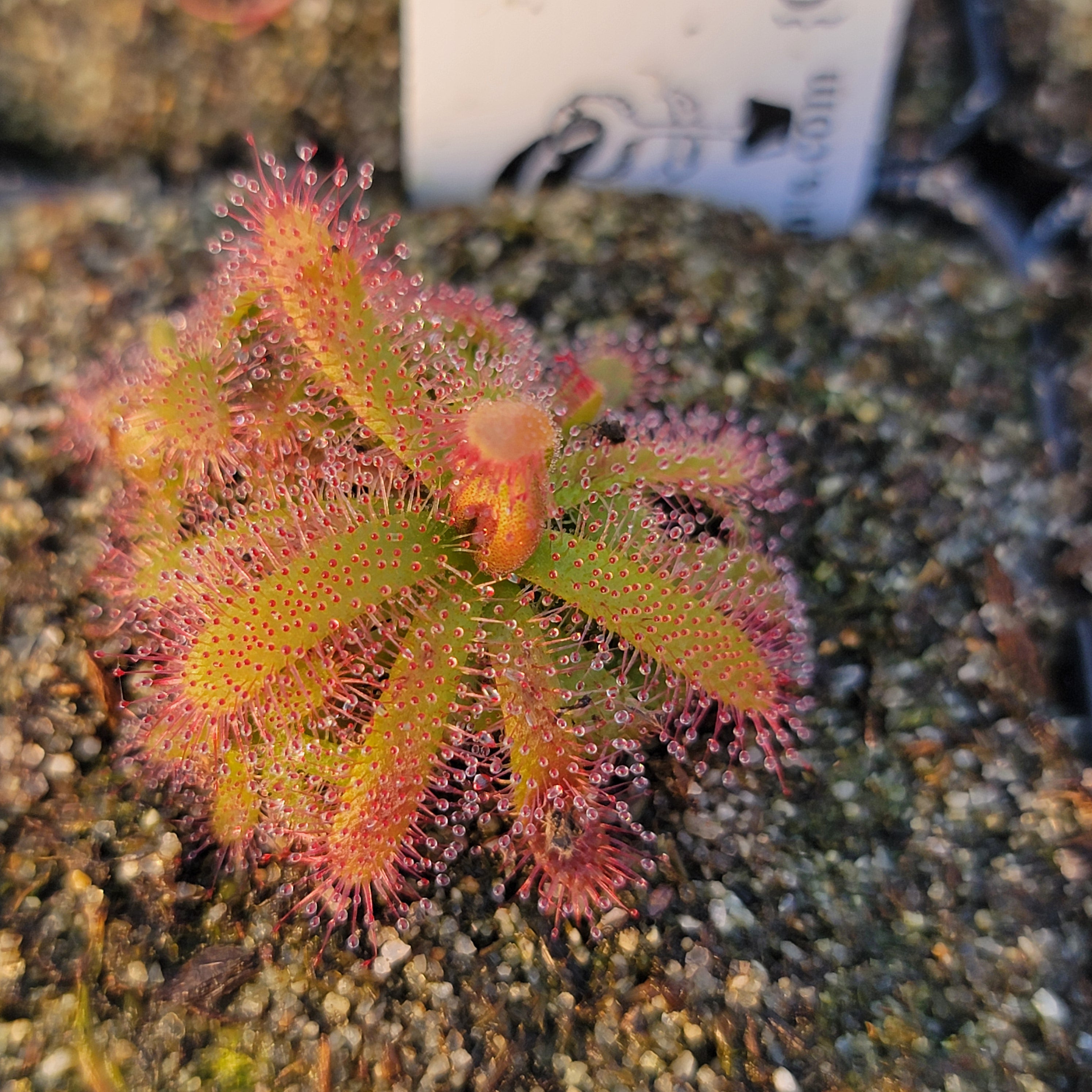 Drosera alba {Gifberg, South Africa} -Drosera -Rainbow Carnivorous Plants LLC