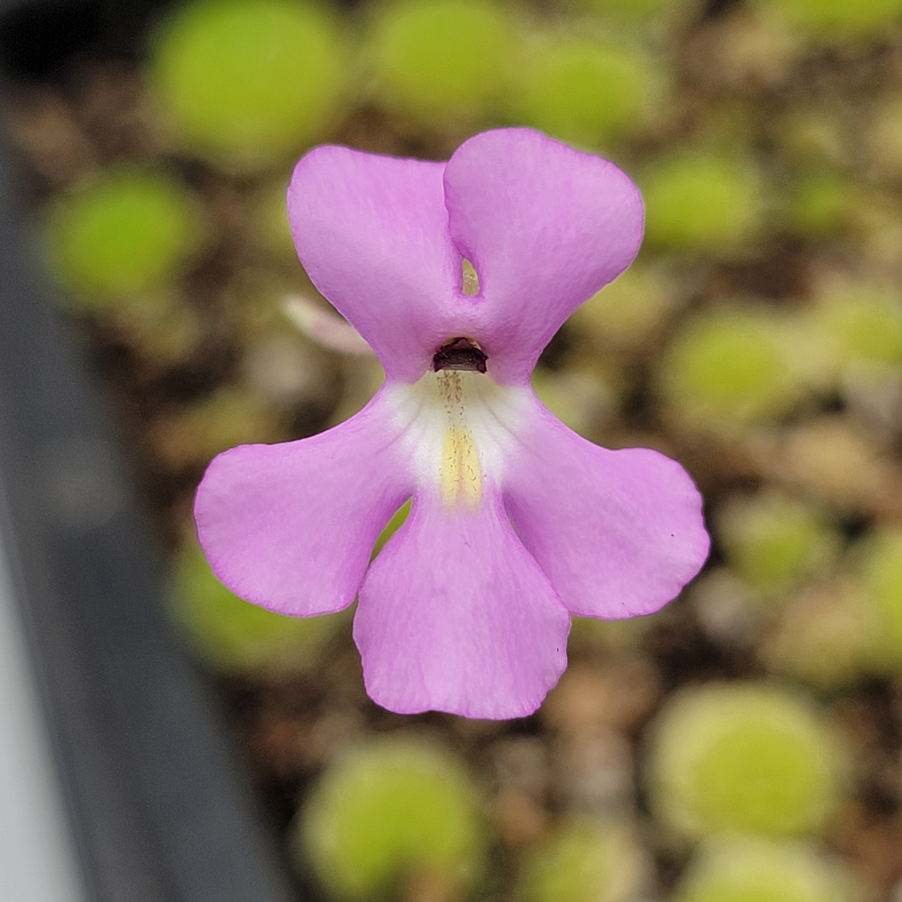 Pinguicula esseriana {Agua de León} -Butterworts -Rainbow Carnivorous Plants LLC
