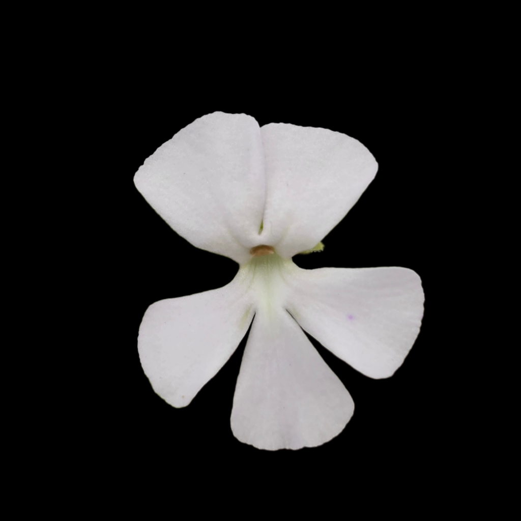 Pinguicula ehlersiae (white flower) -Butterworts -Rainbow Carnivorous Plants LLC