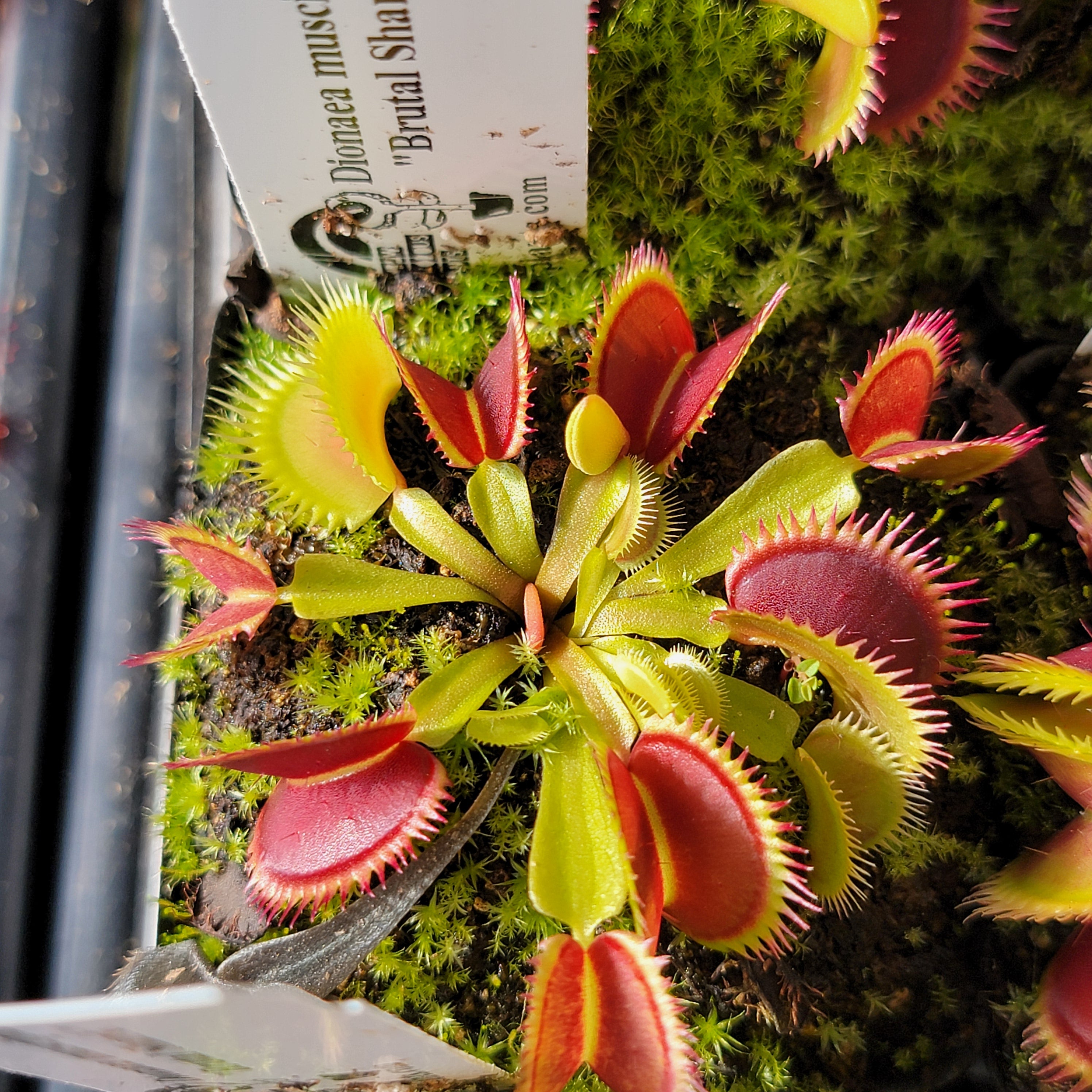 Venus flytrap (Dionaea muscipula) "Brutal Shark" - -Rainbow Carnivorous Plants LLC