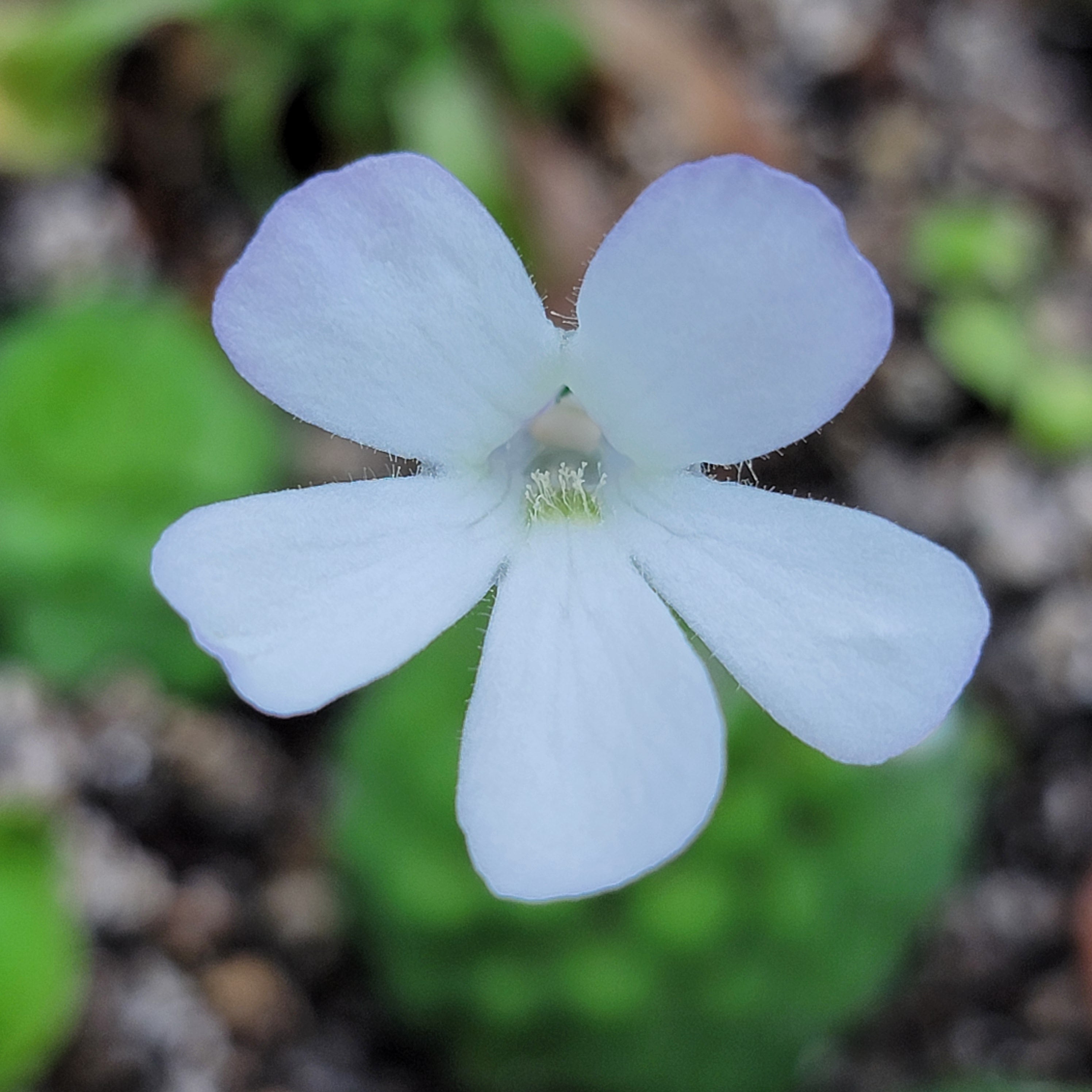 Pinguicula conzattii -Butterworts -Rainbow Carnivorous Plants LLC