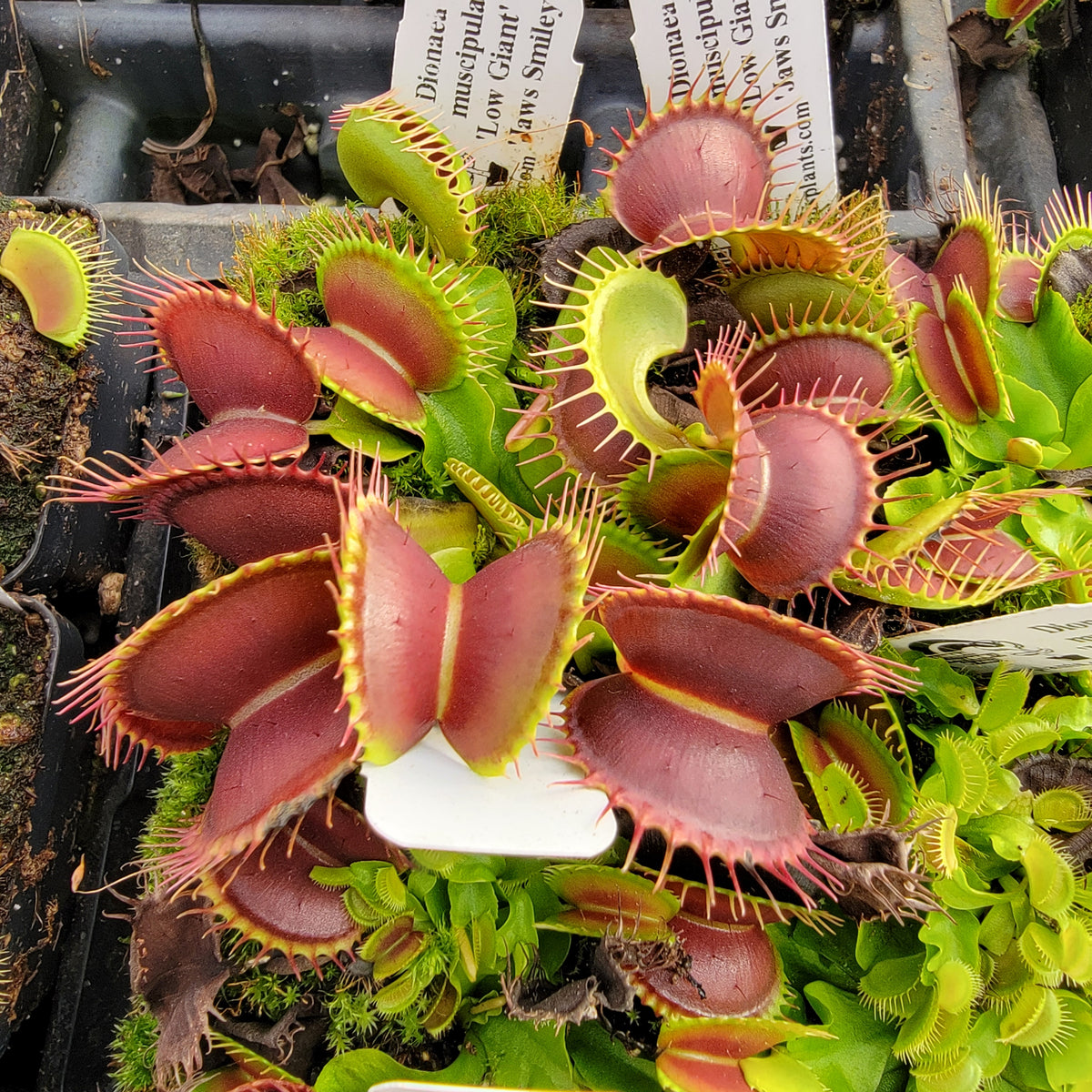 Venus flytrap (Dionaea muscipula) 'Low Giant' x 'Jaws smiley' -Venus flytrap -Rainbow Carnivorous Plants LLC