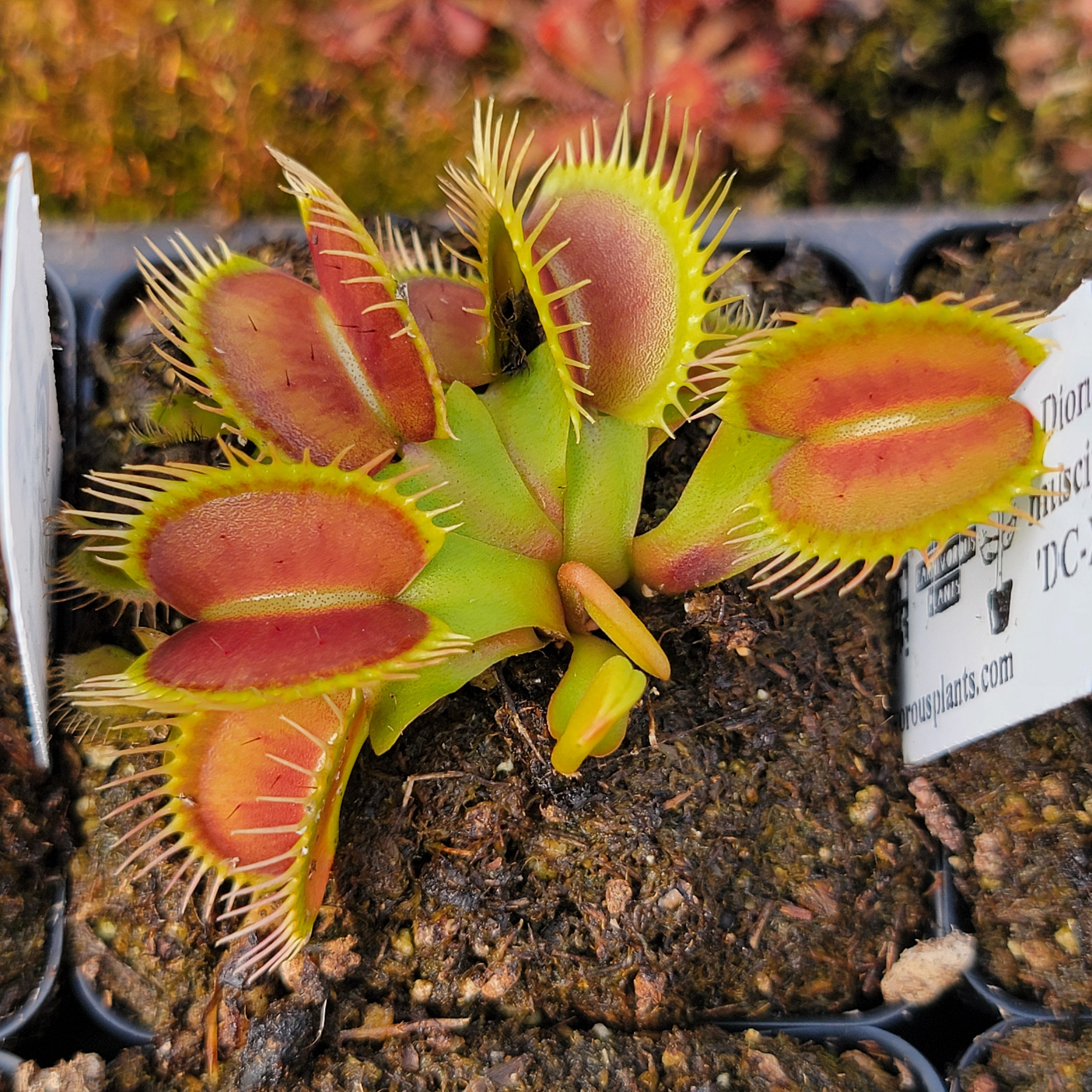 Venus flytrap (Dionaea muscipula) Pinnacle x 'DC-XL'
